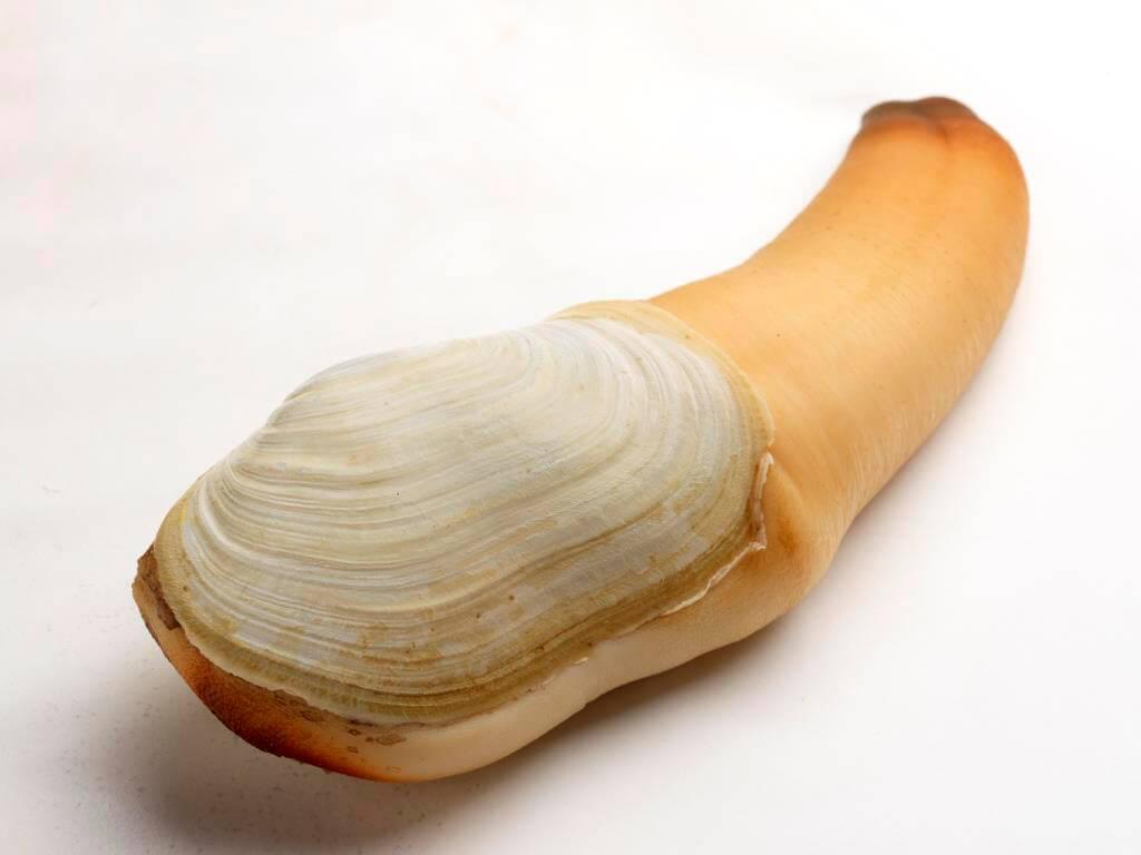 Buy Geoduck Online