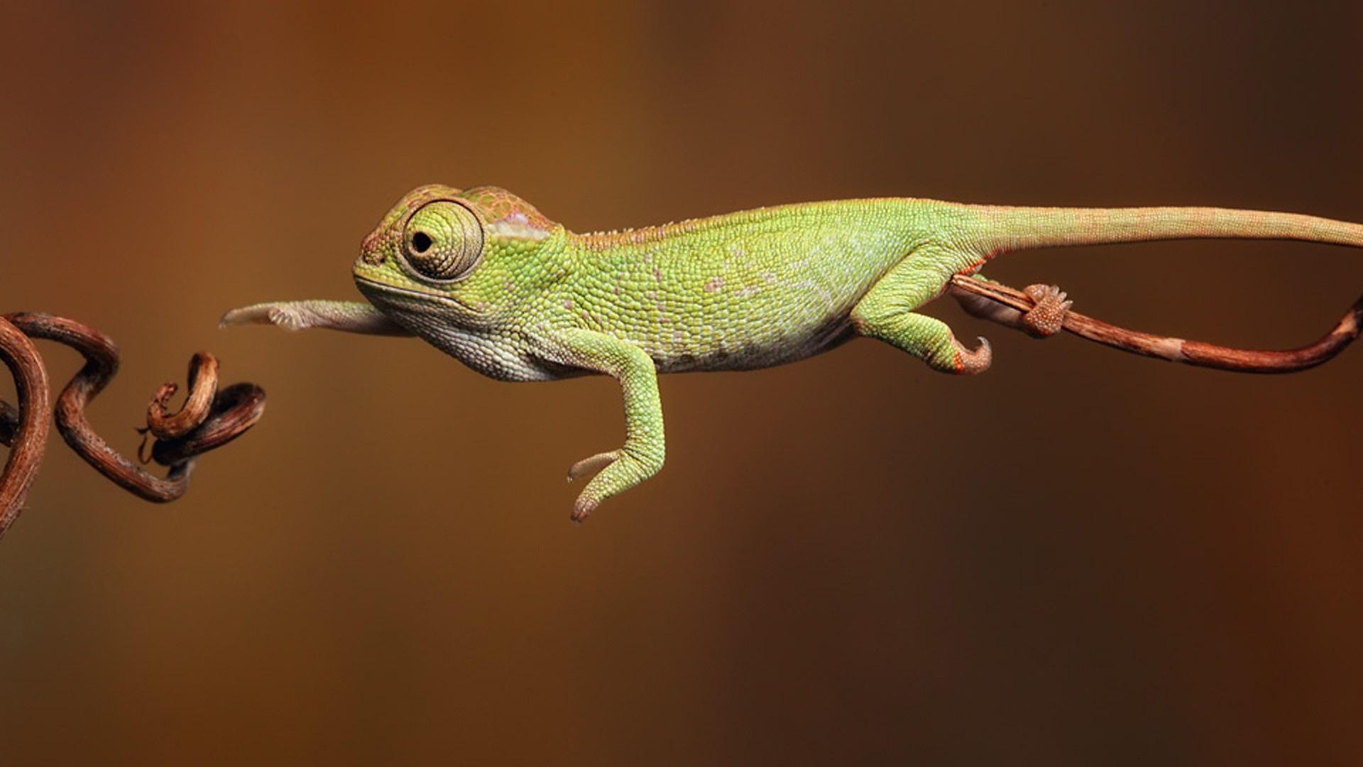 Chameleon Wallpapers HD Backgrounds, Image, Pics, Photos Free