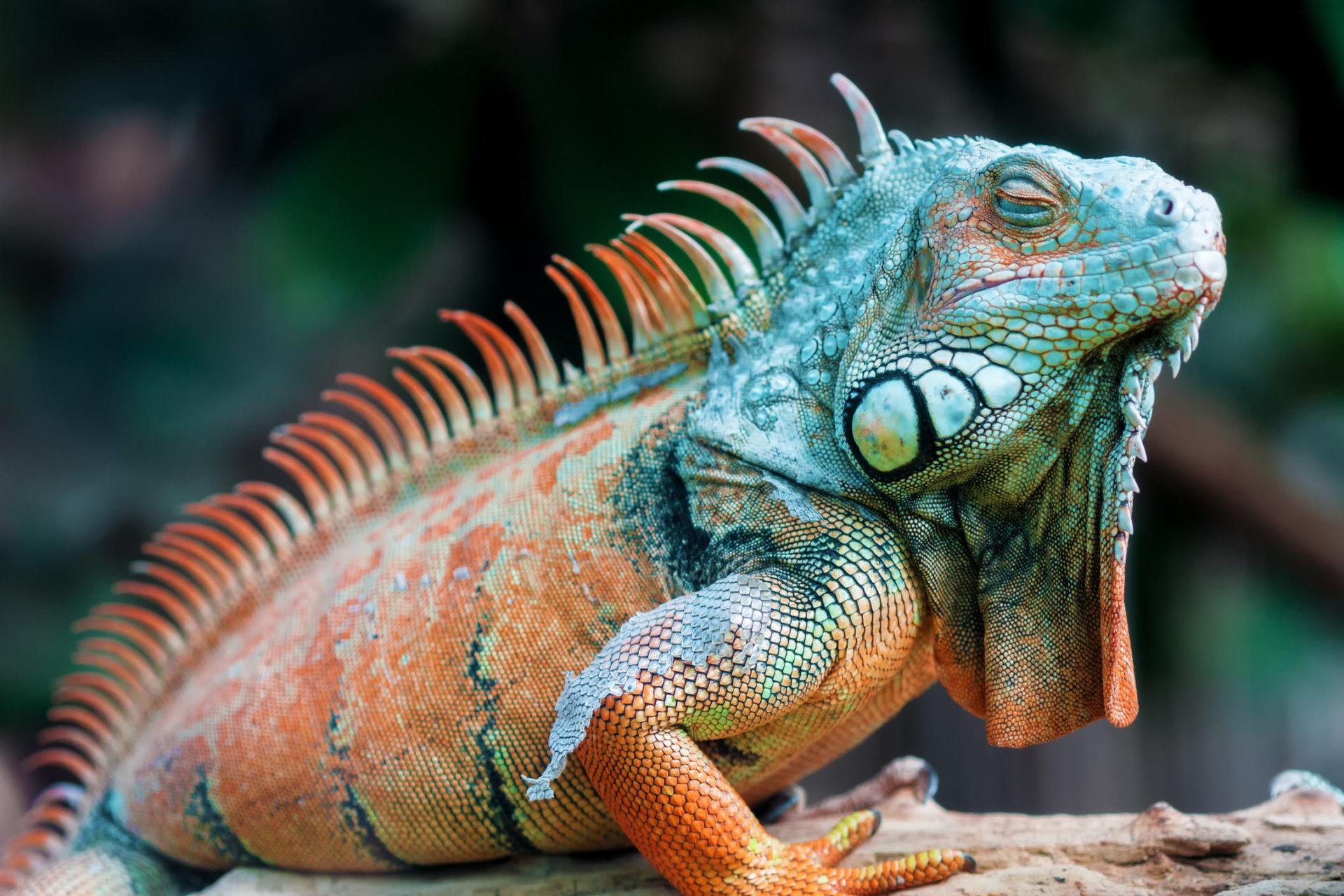 Iguana HD Wallpapers New Tab Theme