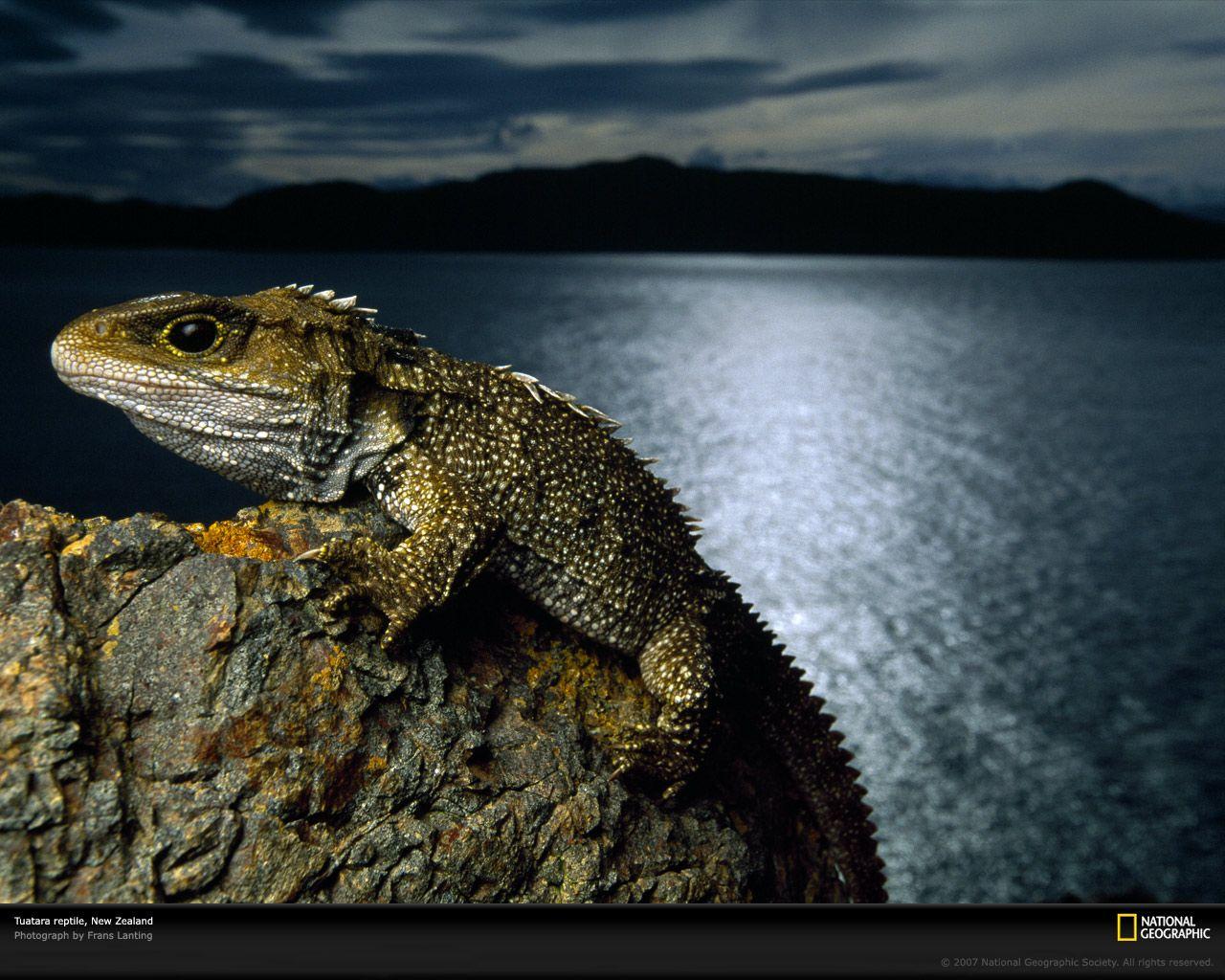 Animal Beauty on Tuatara