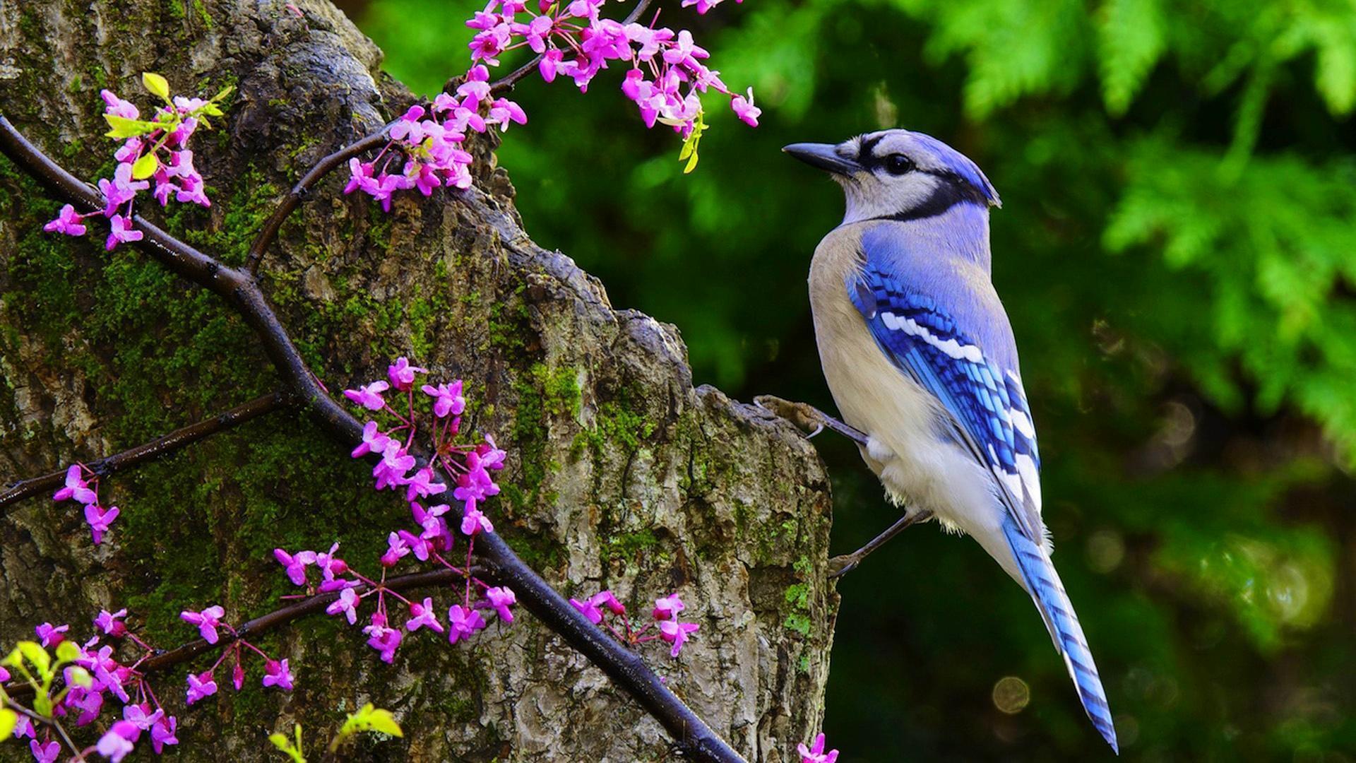 HD Blue Jay Wallpapers