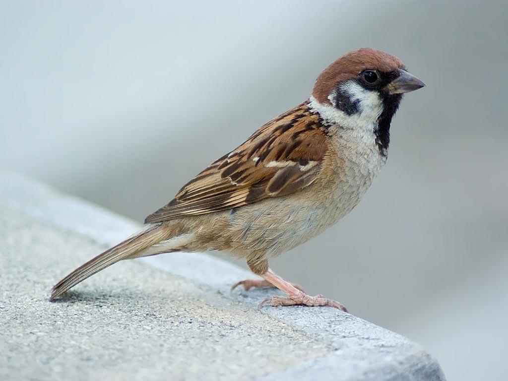 Sparrow Image, Sparrow Eurasian Tree Wallpaper,