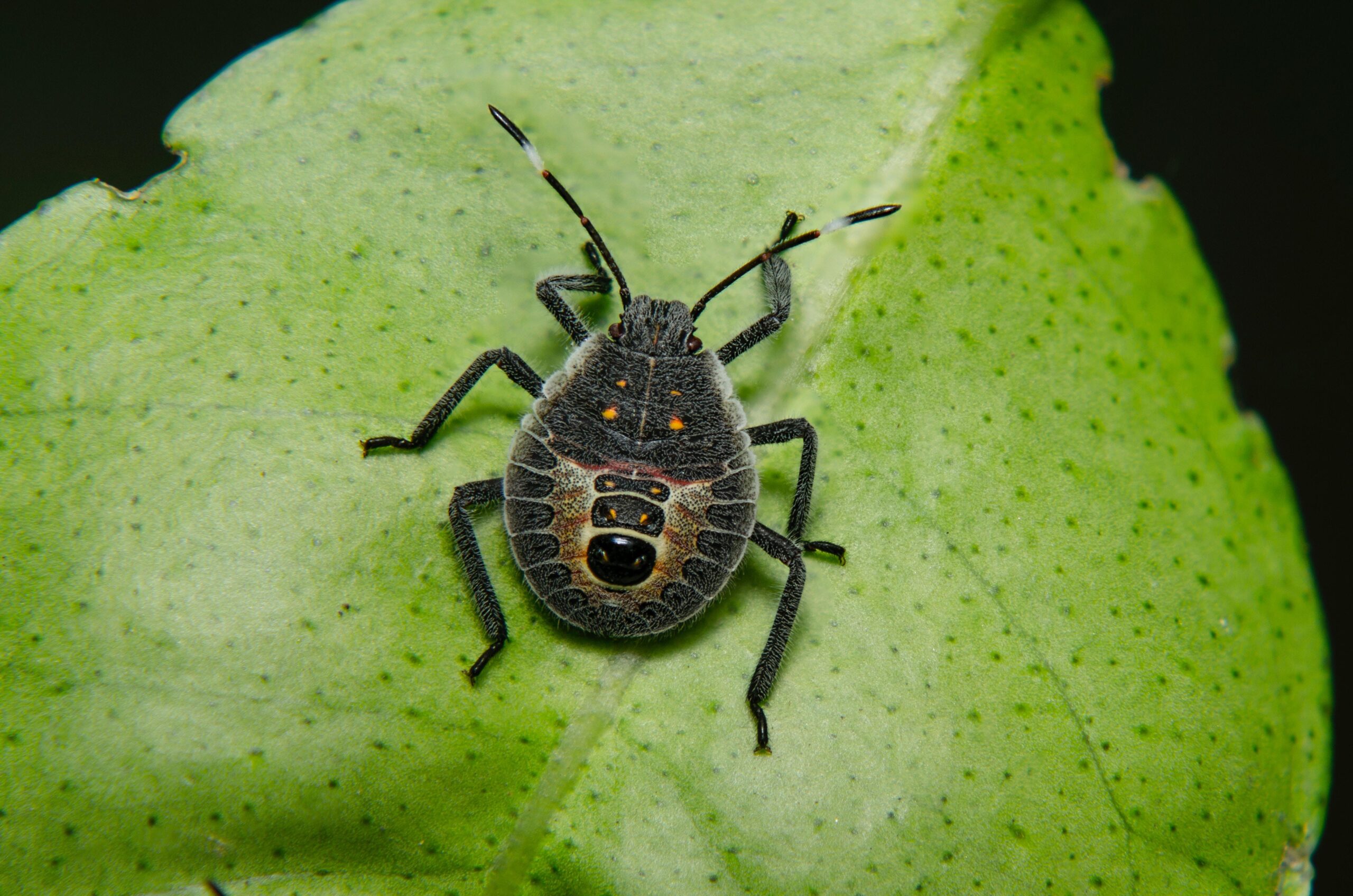 Stink Bug Pictures