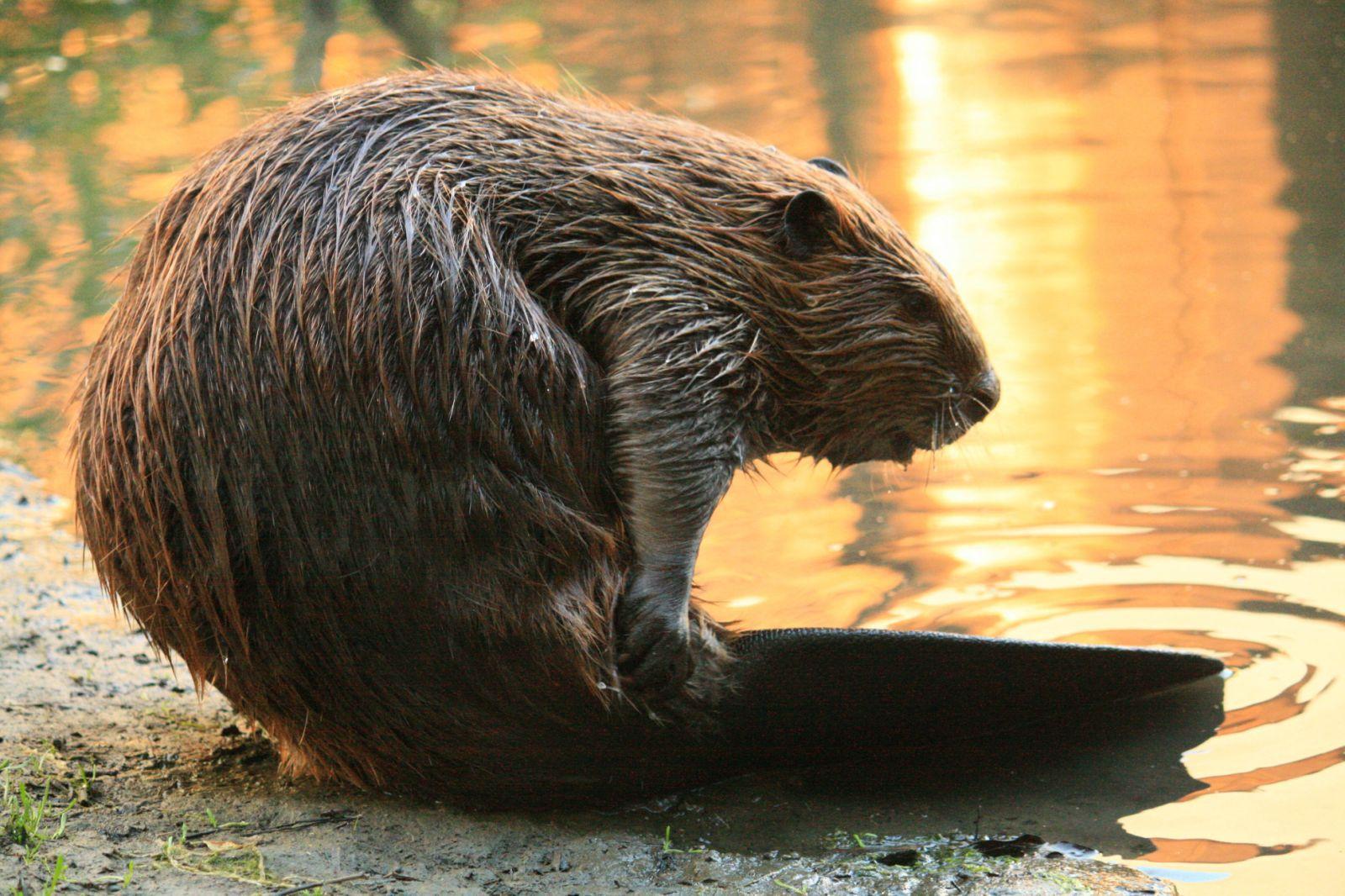 Beaver HD Backgrounds