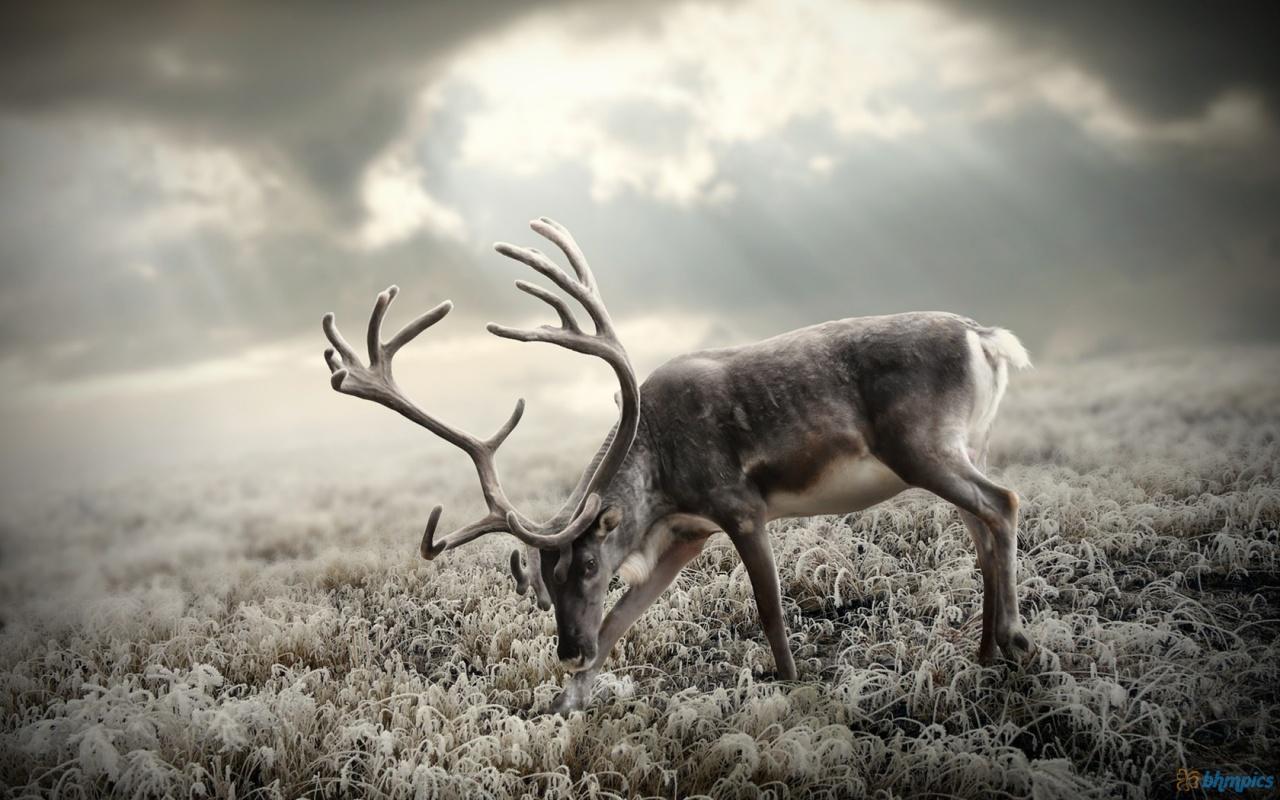 Best Deer Wallpapers