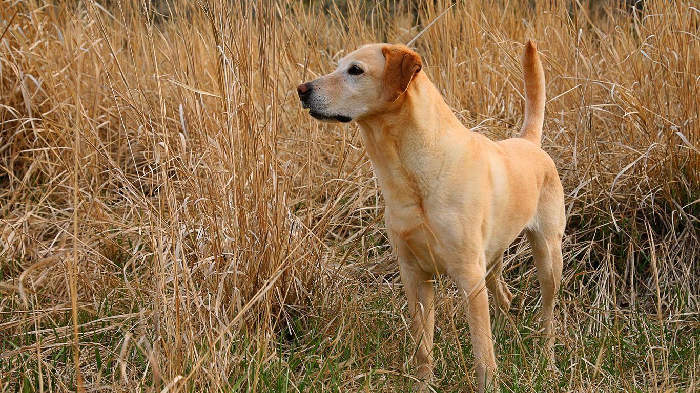 Kodie Labrador Wallpapers