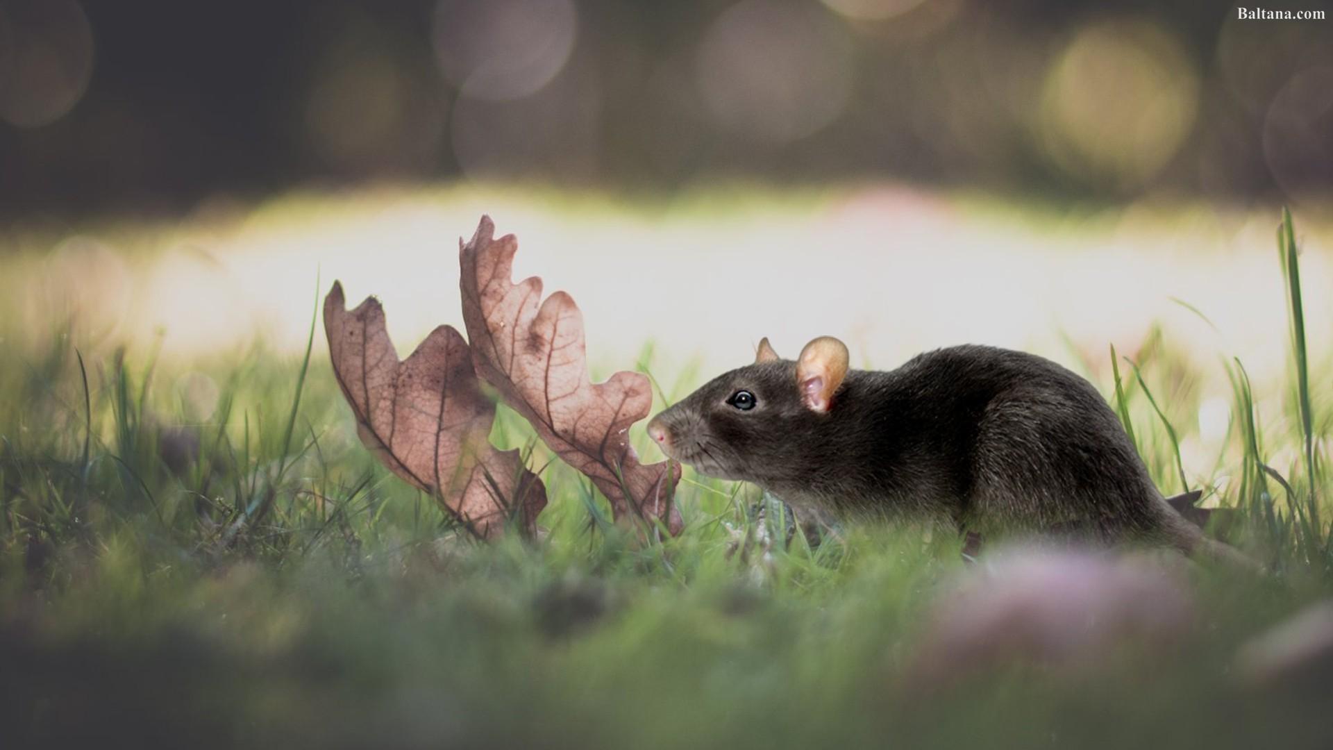 Rat Mouse HD Wallpapers 31780