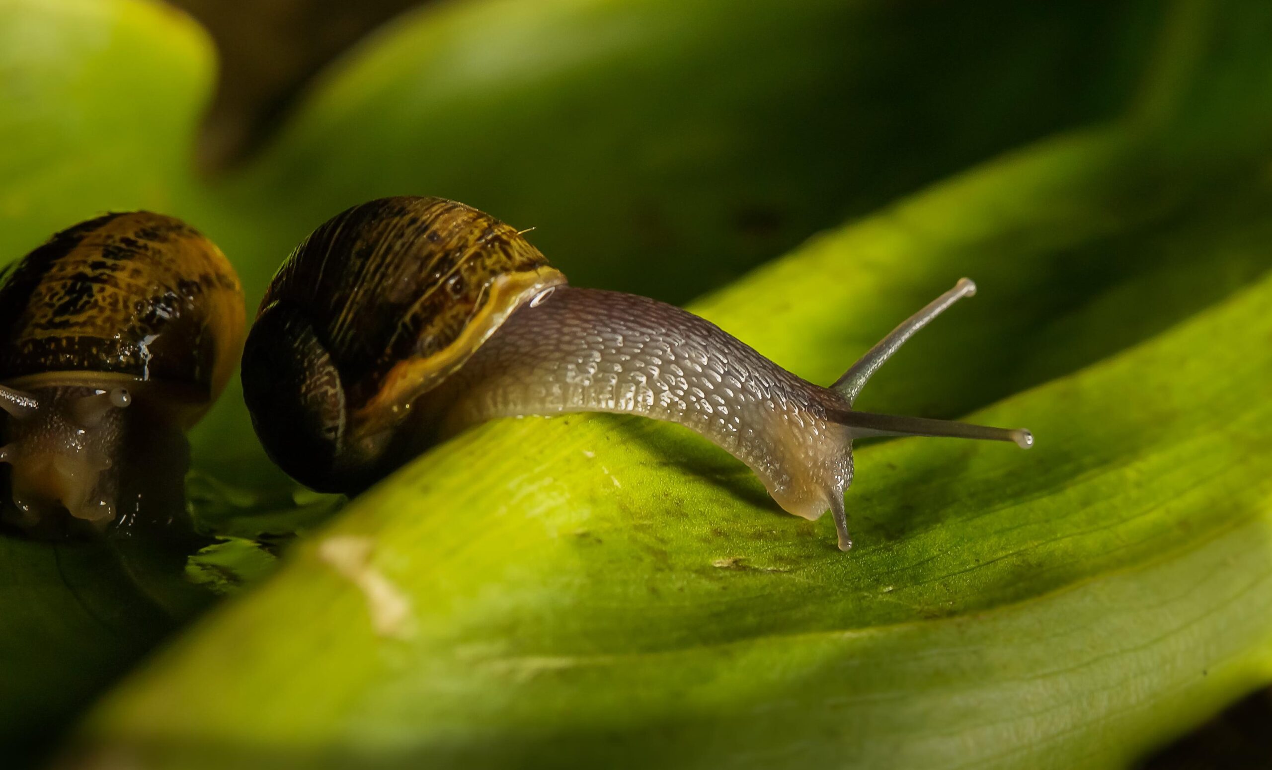 Brown garden snails on green leaf HD wallpapers