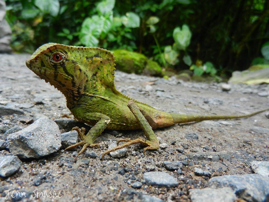 Helmeted Iguana