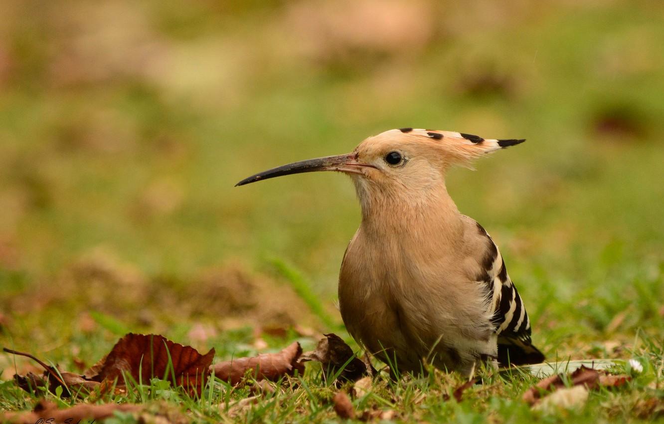 Wallpapers background, bird, hoopoe image for desktop