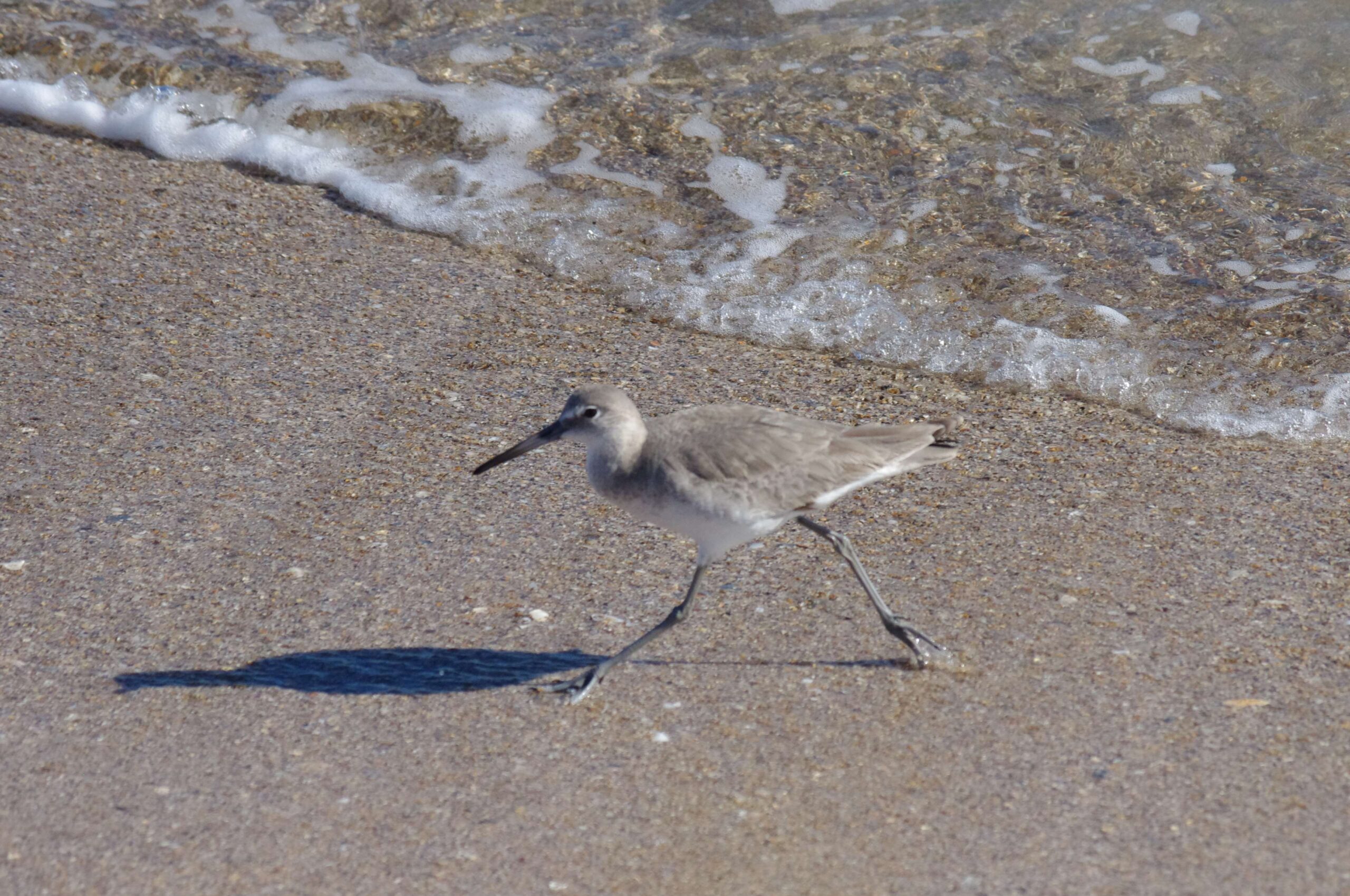 playalinda beach, sandpiper 4k wallpapers