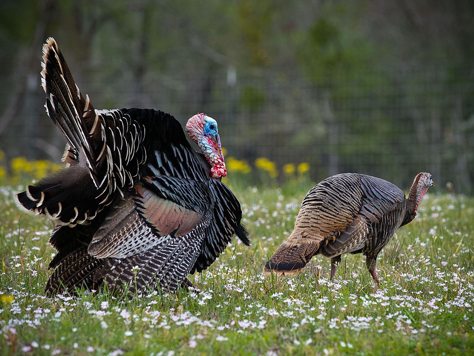 Free Eastern Wild Turkey Wallpapers