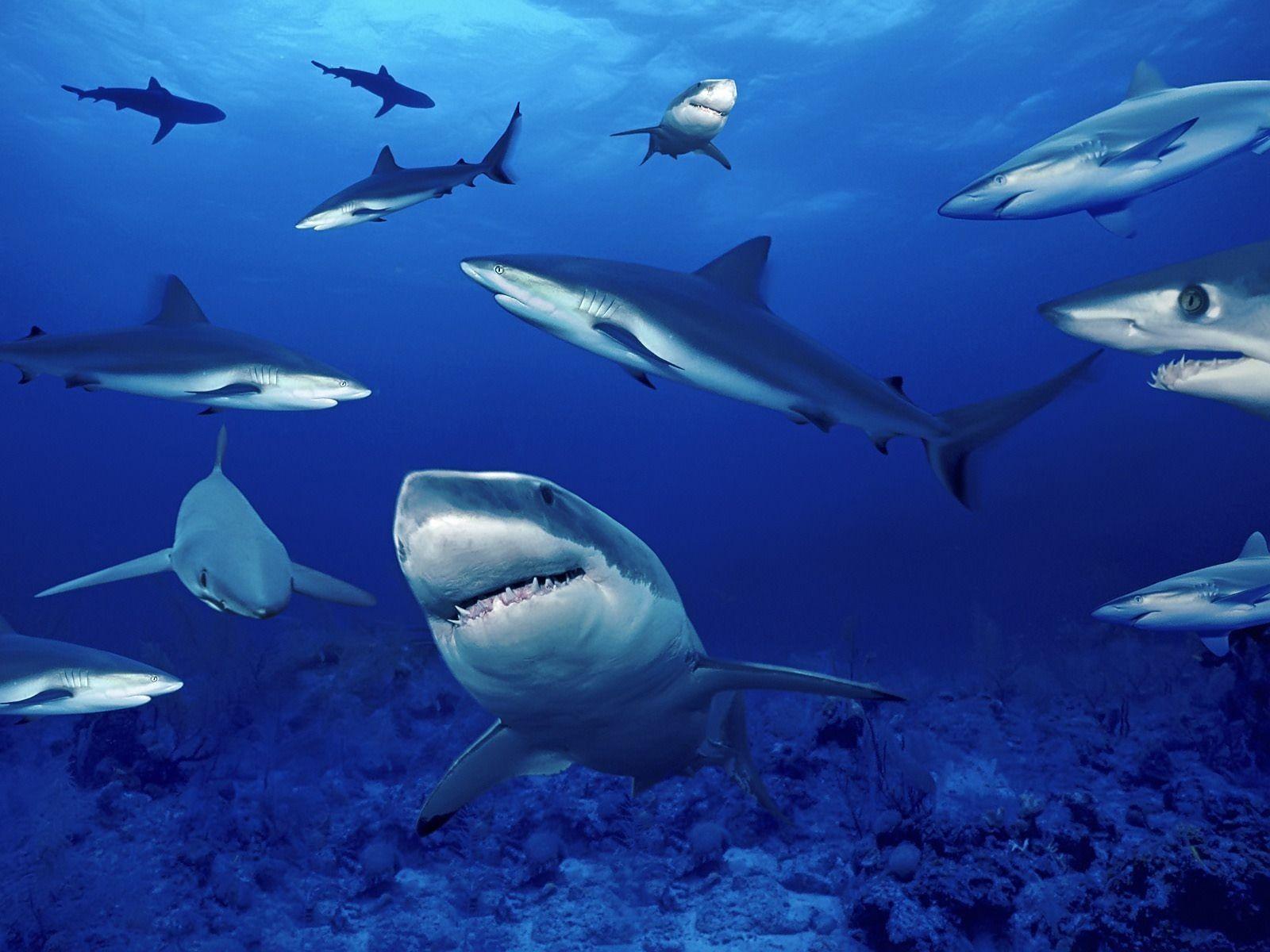 Shark HD Wallpapers