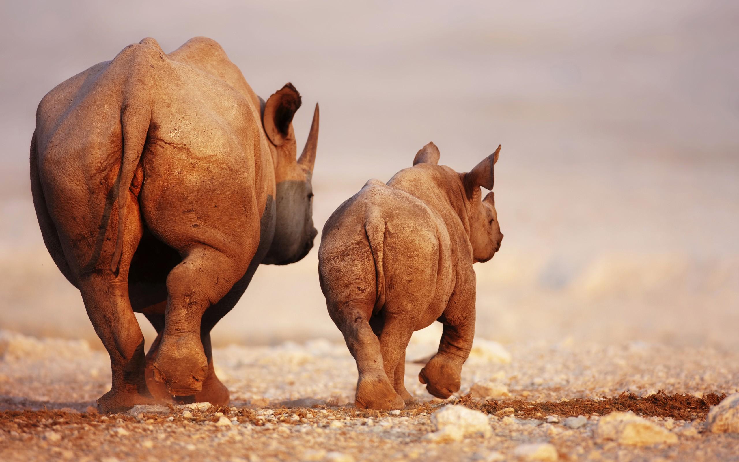 Black Rhinoceros Baby And Cow