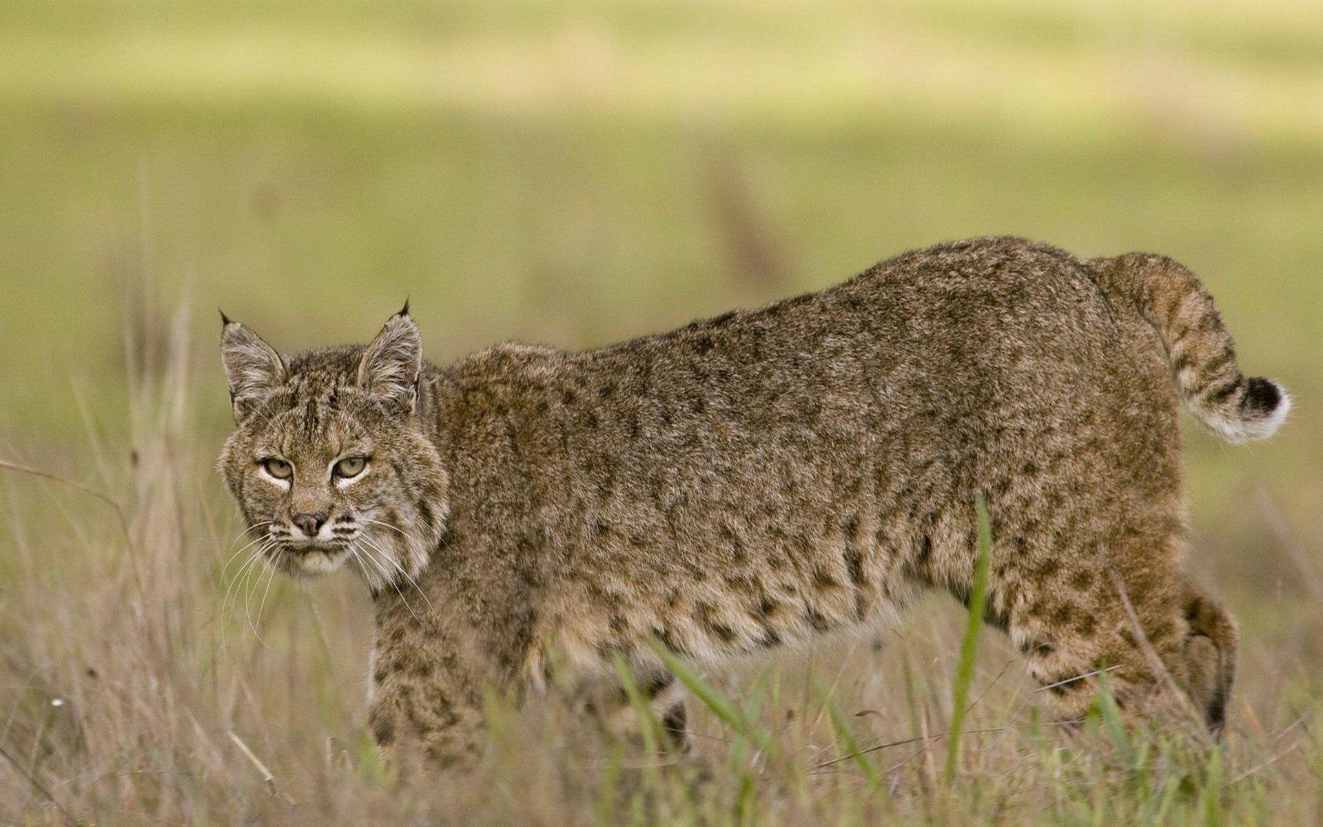 21 Bobcat HD Wallpapers