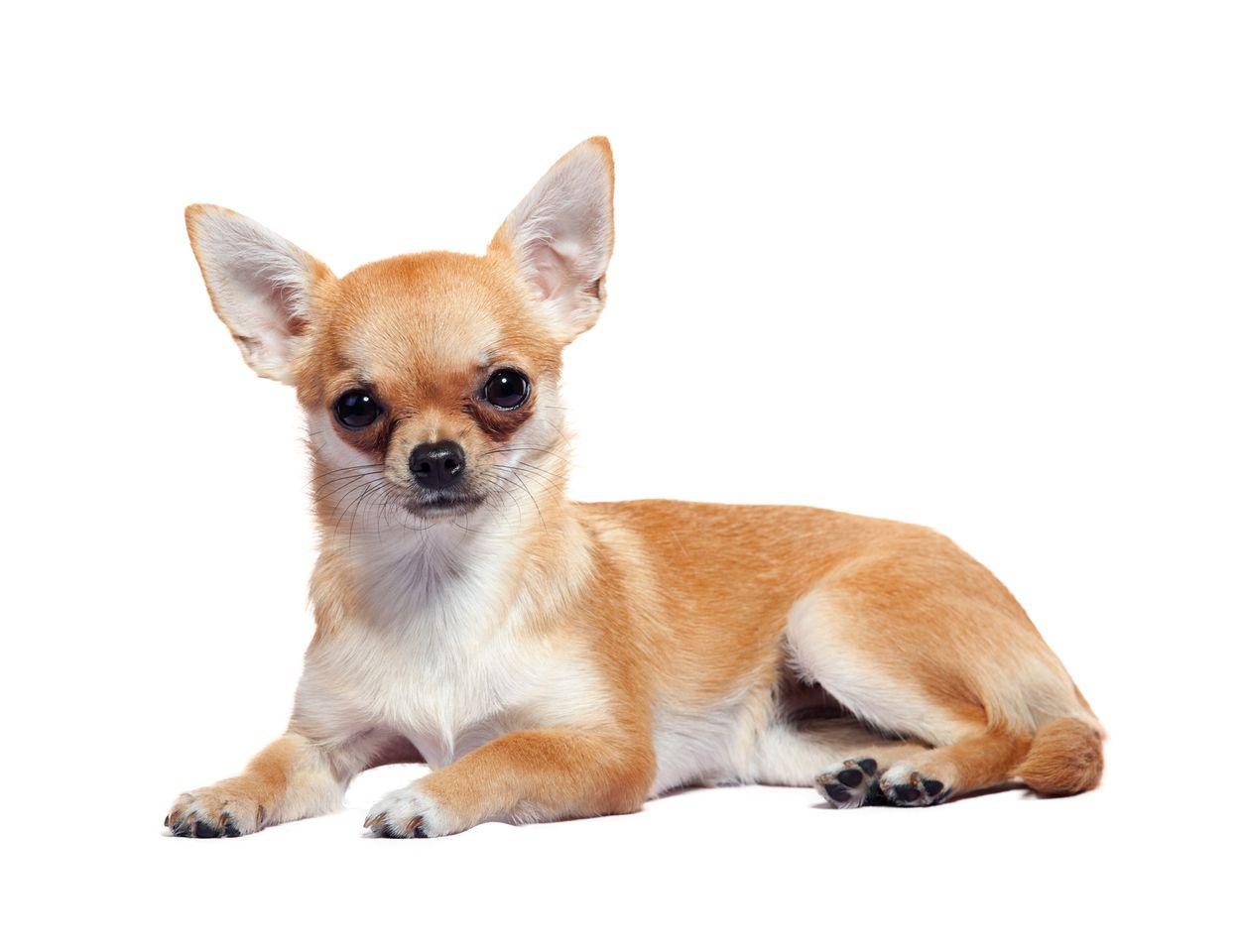 Chihuahua HD Transparent Chihuahua HD Image.