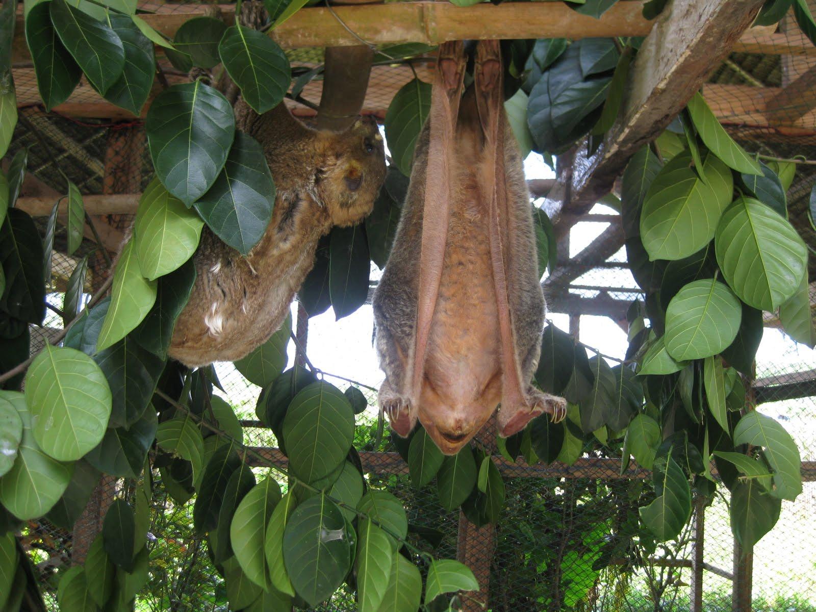 Colugo: Amazing Asian Flying Lemur • Lazer Horse