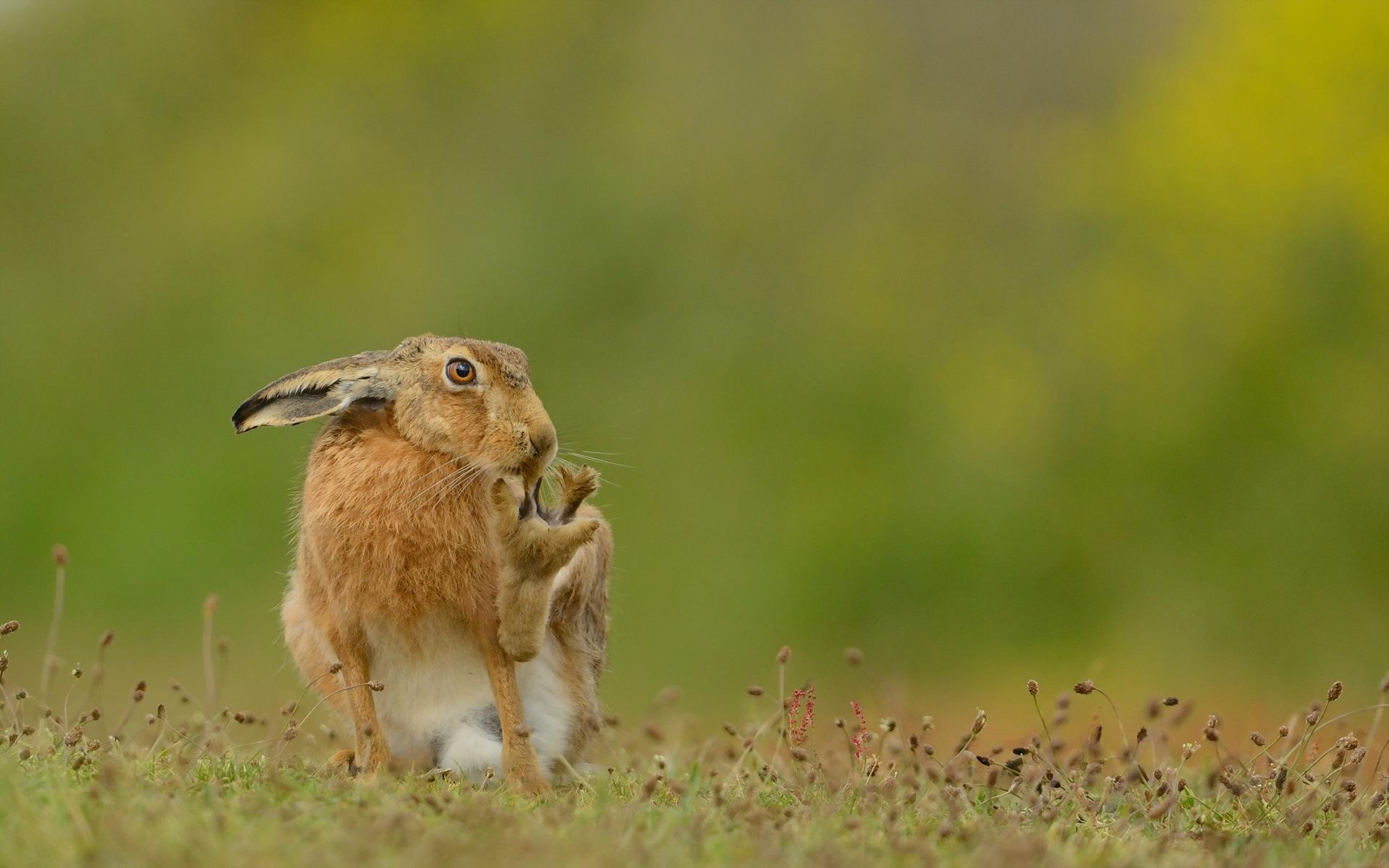 48+] Hare Wallpapers