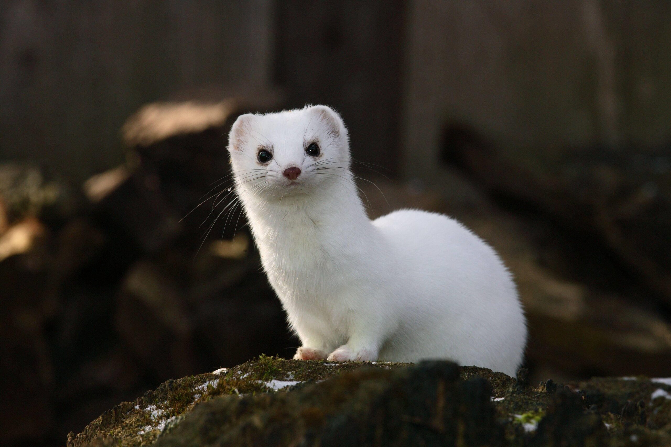 Stoat Album