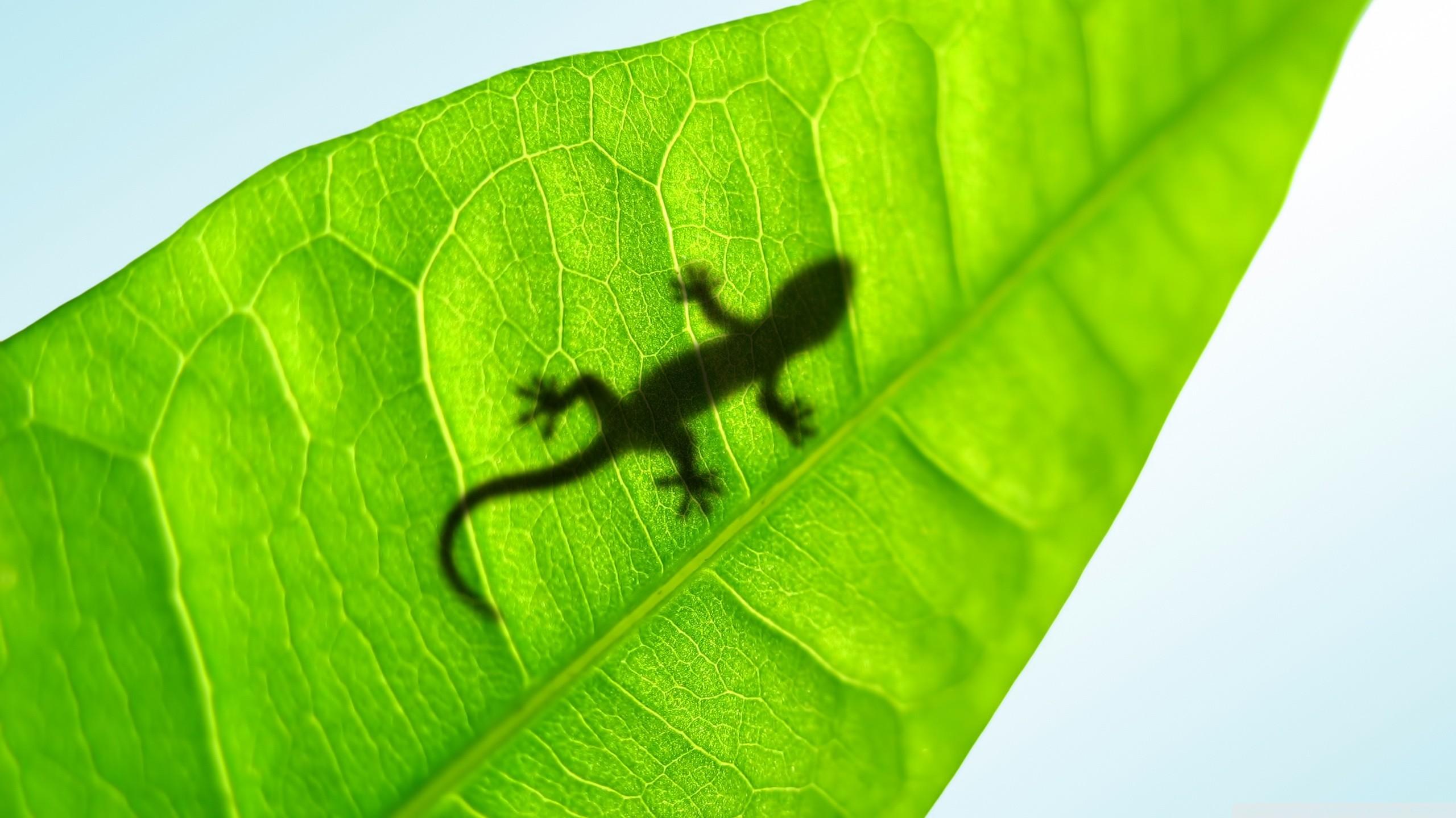 Gecko Wallpapers ·①