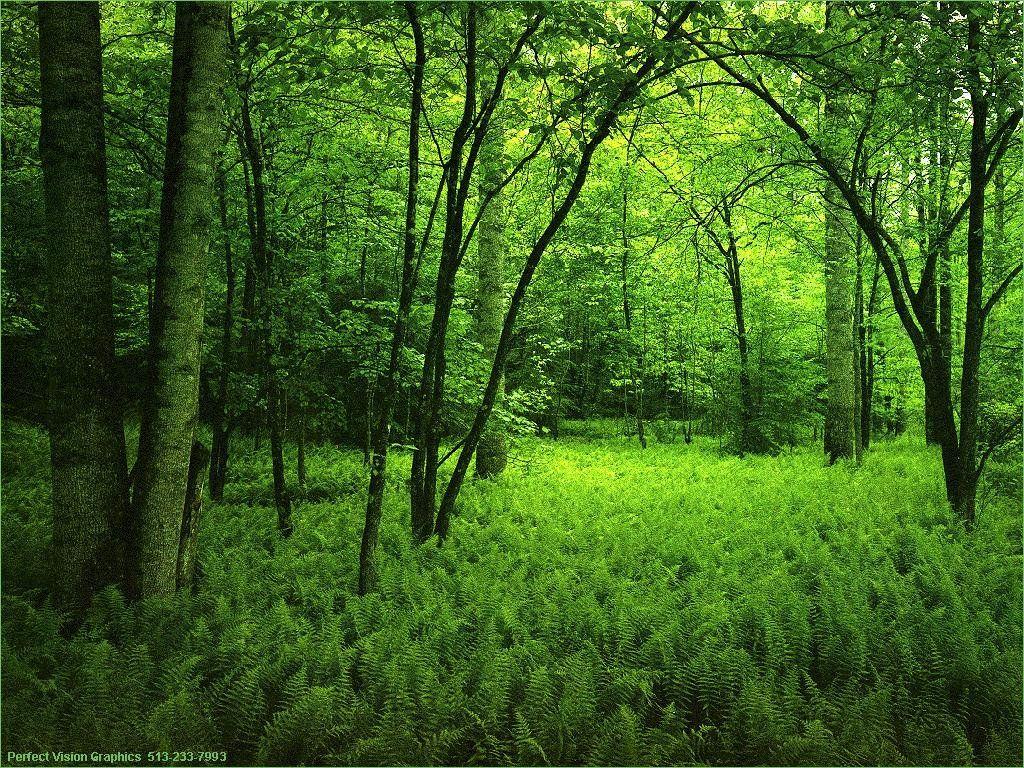 International Day of Forests, 21 March