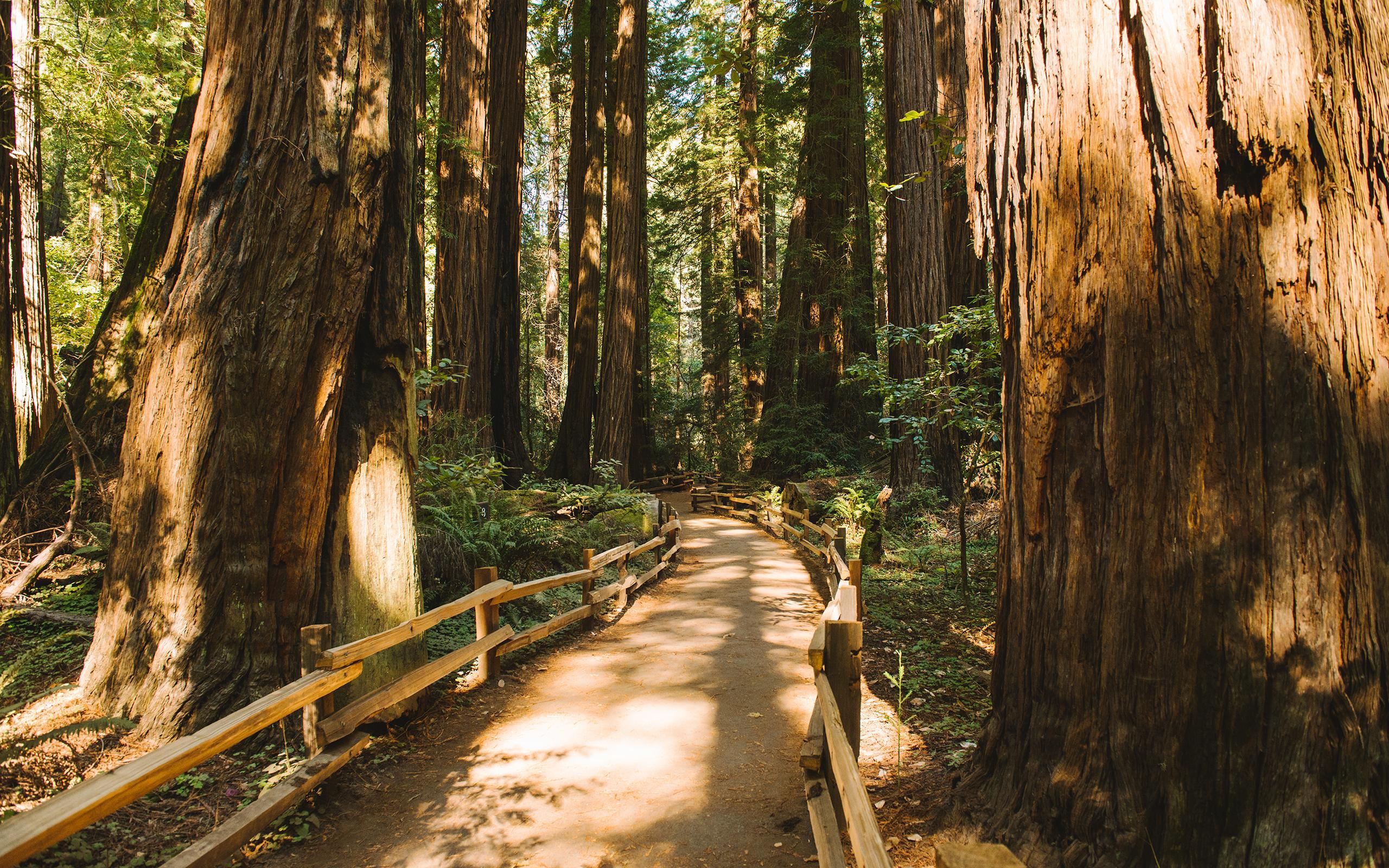 Redwood Trees Forest Muir Woods Path Trail HD wallpapers