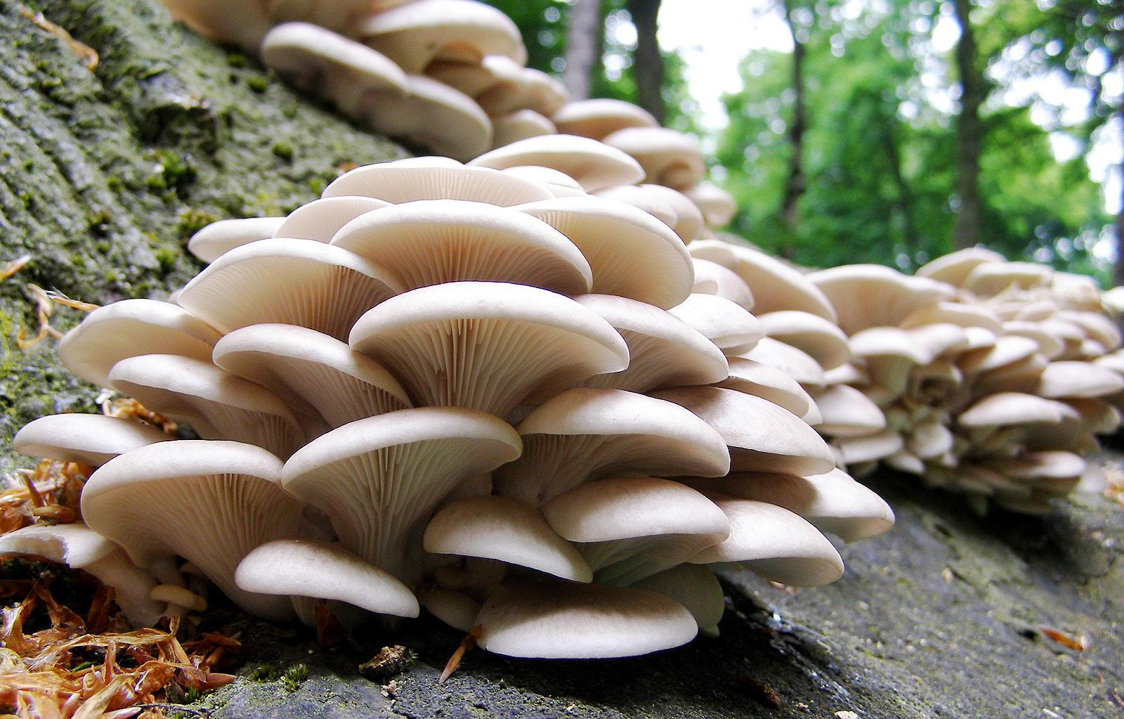 px 345.95 KB Mushrooms