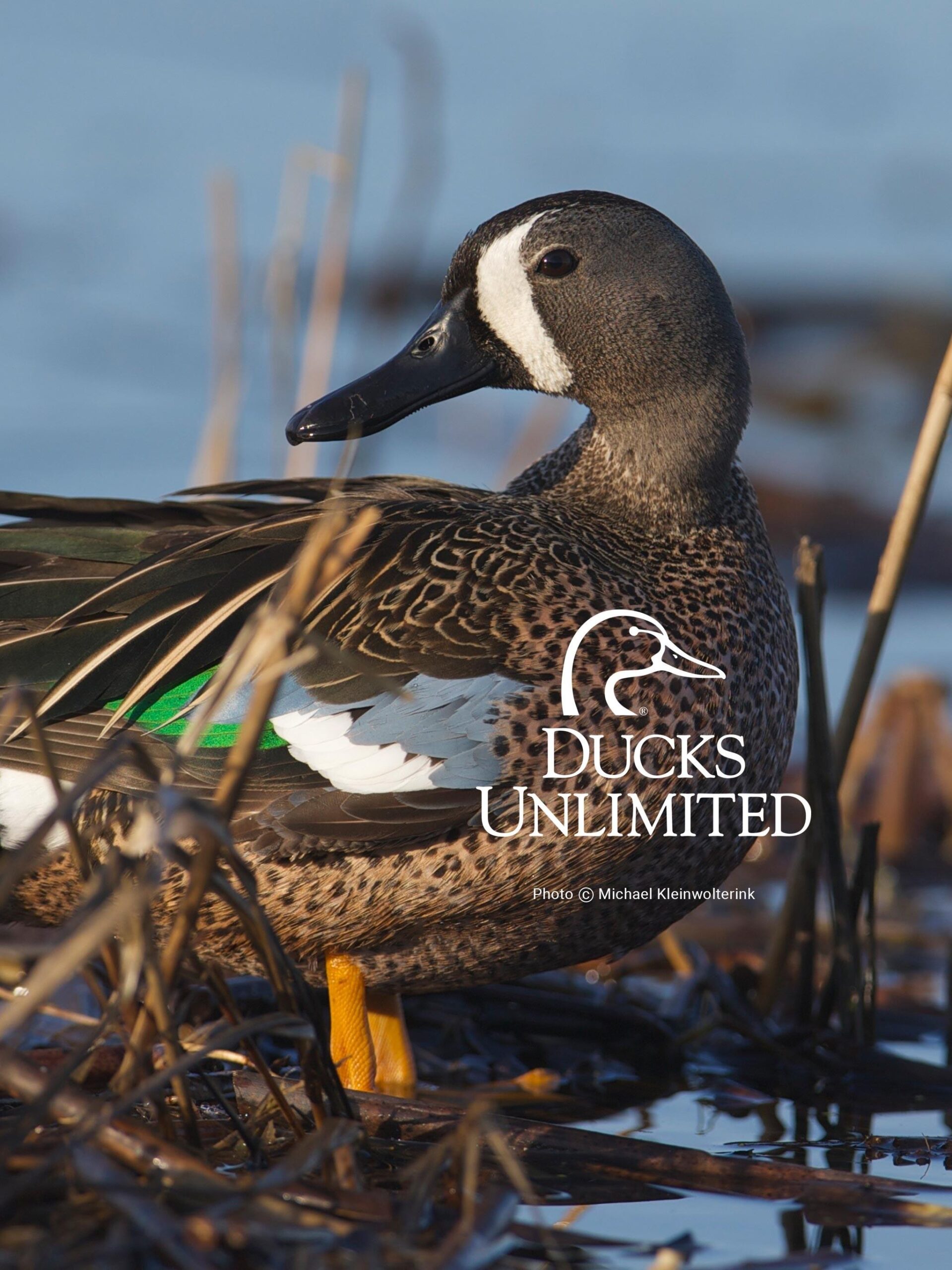 Waterfowl Wallpapers