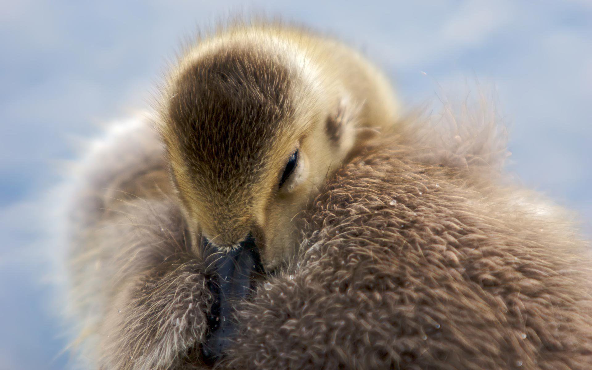 Fluffy Goose