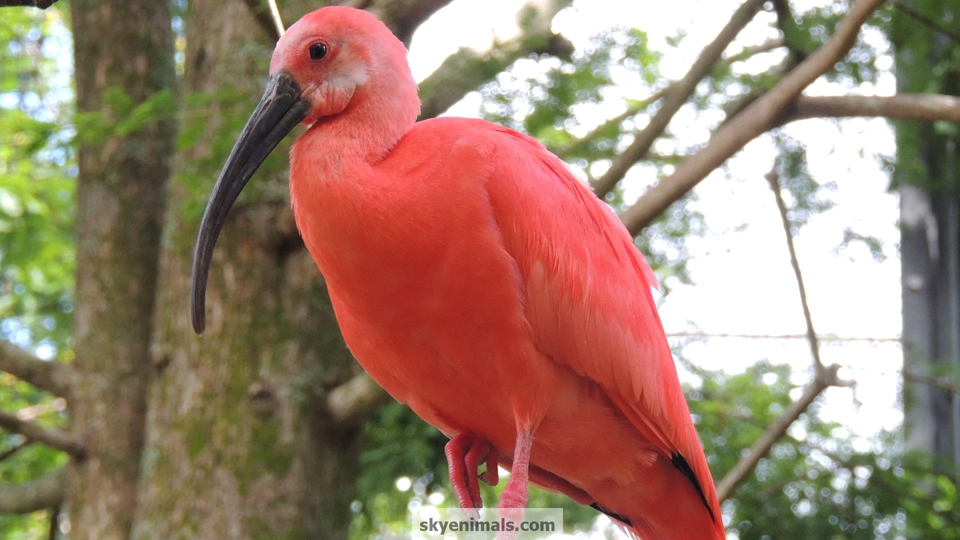 Wallpapers Scarlet Ibis Image