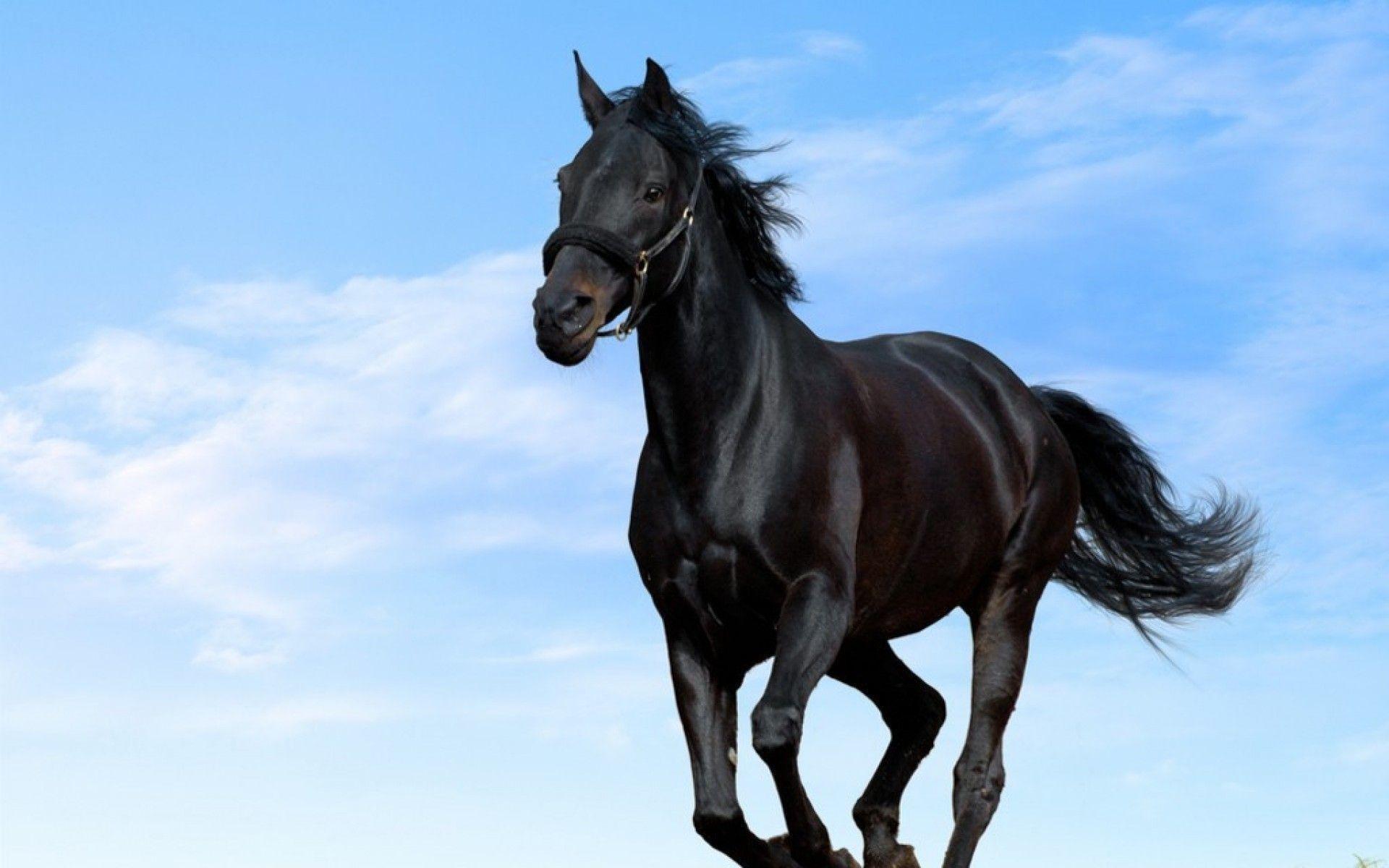 Black Horse Wallpapers