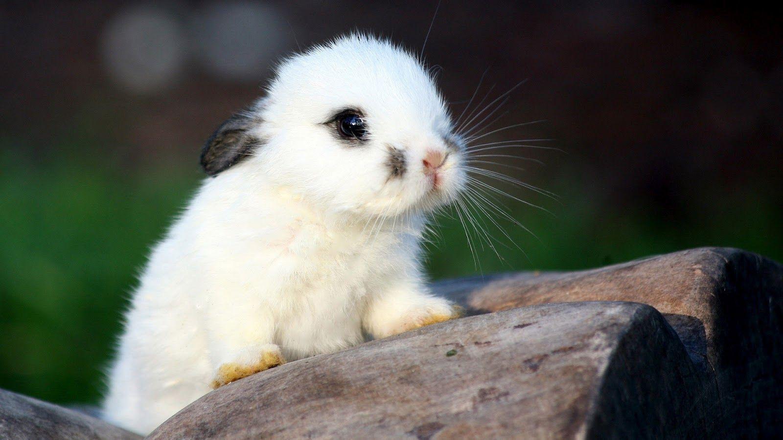 Your Wallpaper: Cute Rabbit Wallpapers