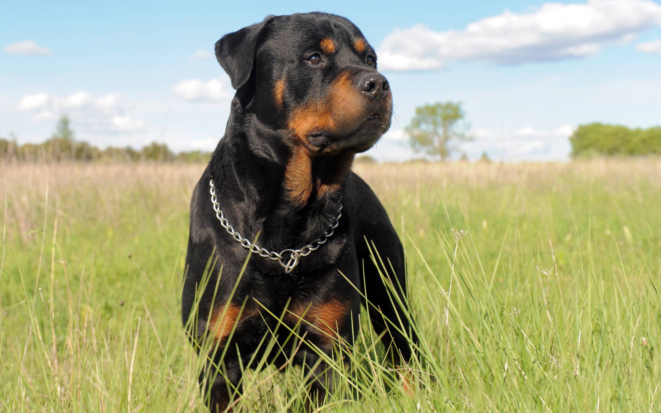 10 Rottweiler Wallpapers