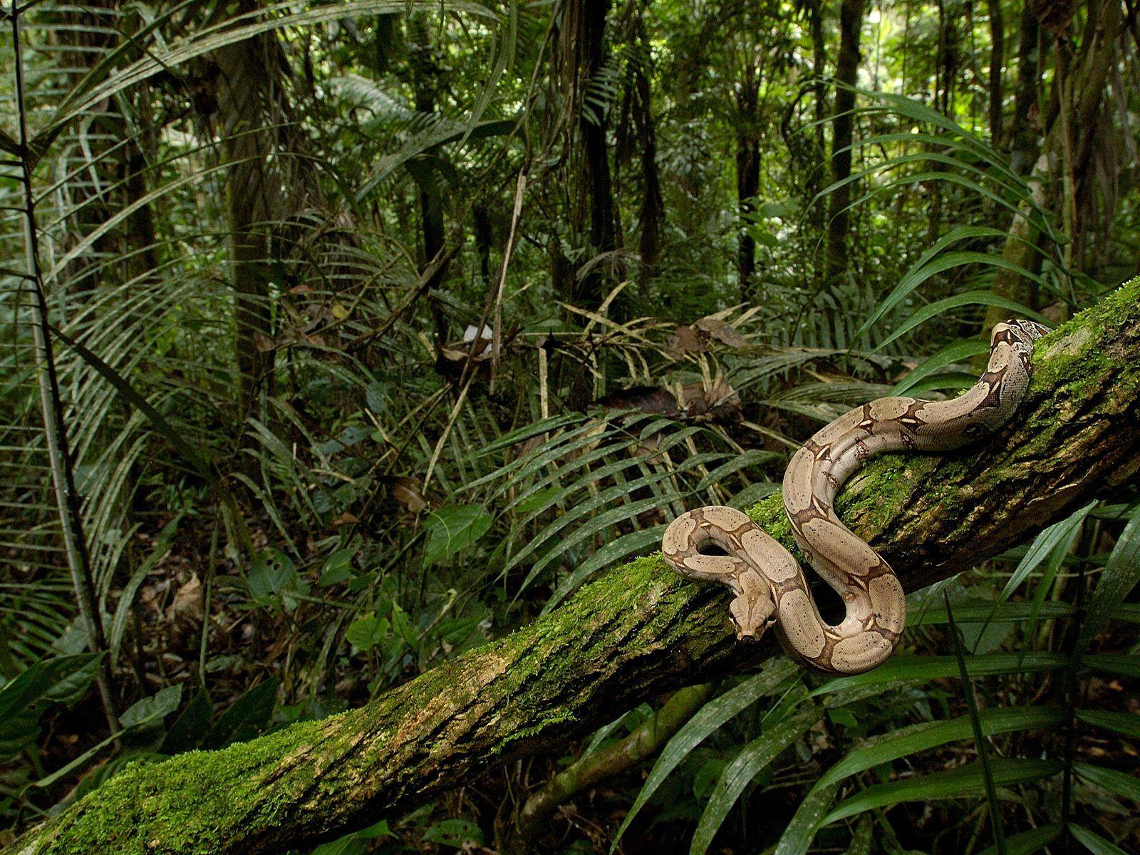 Boa Constrictor, High Quality Background, Jitendra Avery