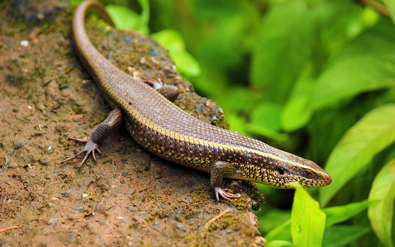 Skink