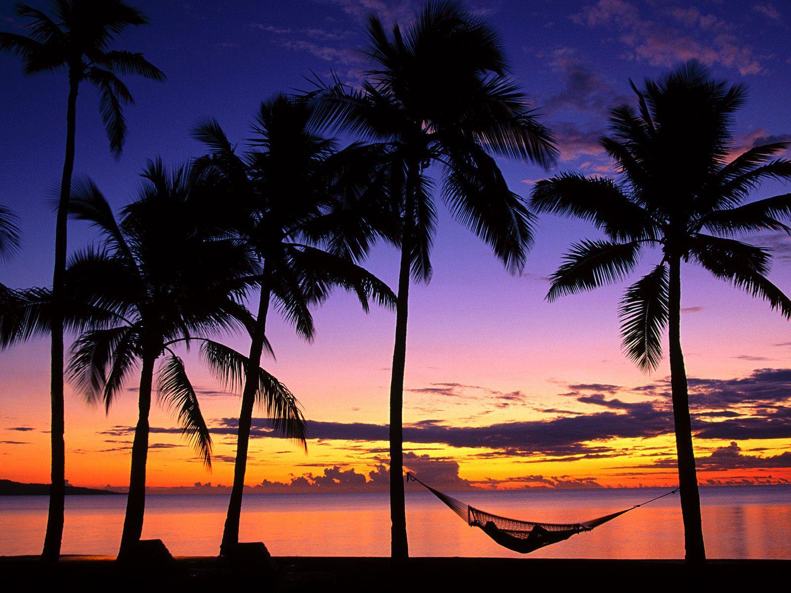 Beach Sunsets With Palm Trees 35888 Hd Wallpapers in Beach n