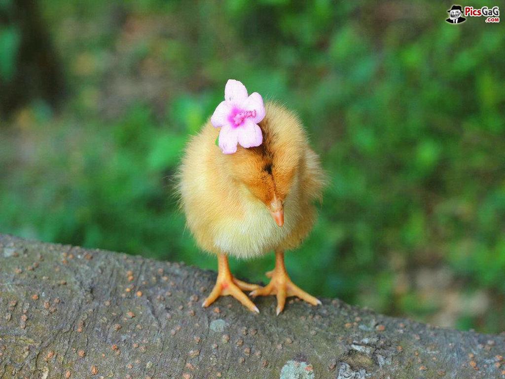 45+] Baby Chicks Wallpapers