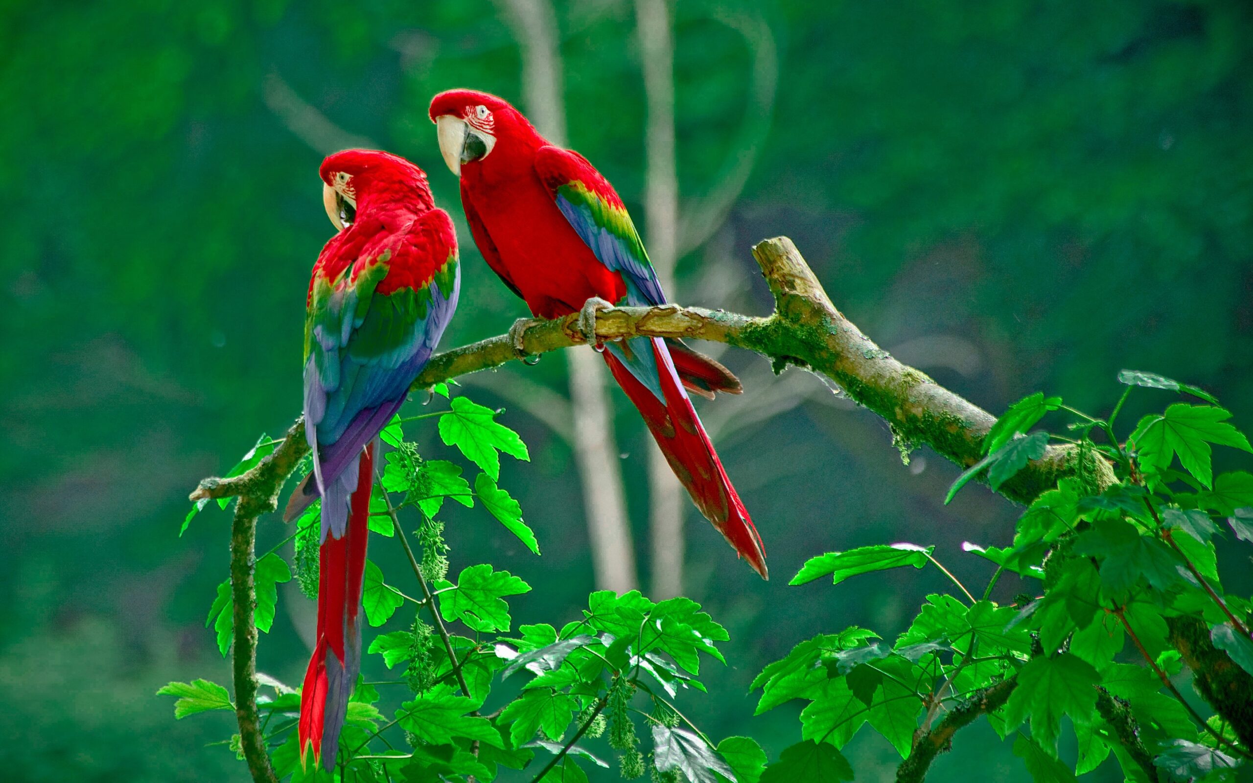 Macaw Wallpapers