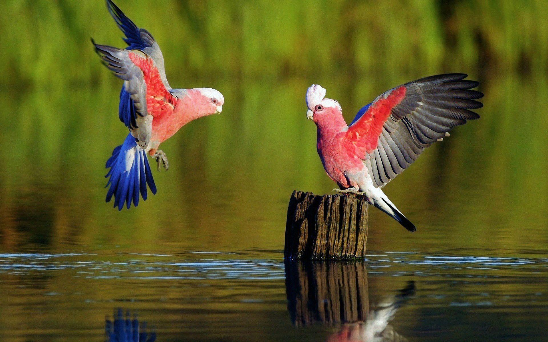 137 Parrot HD Wallpapers