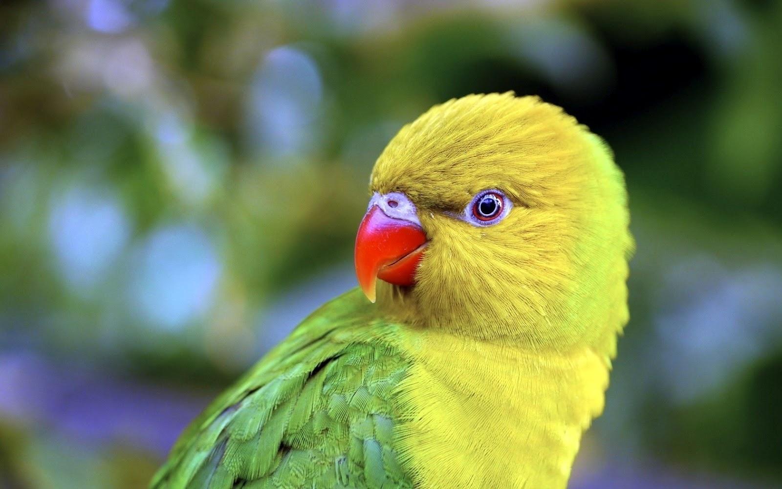 Download The Most Beautiful Most Beautiful Parrot Wallpapers