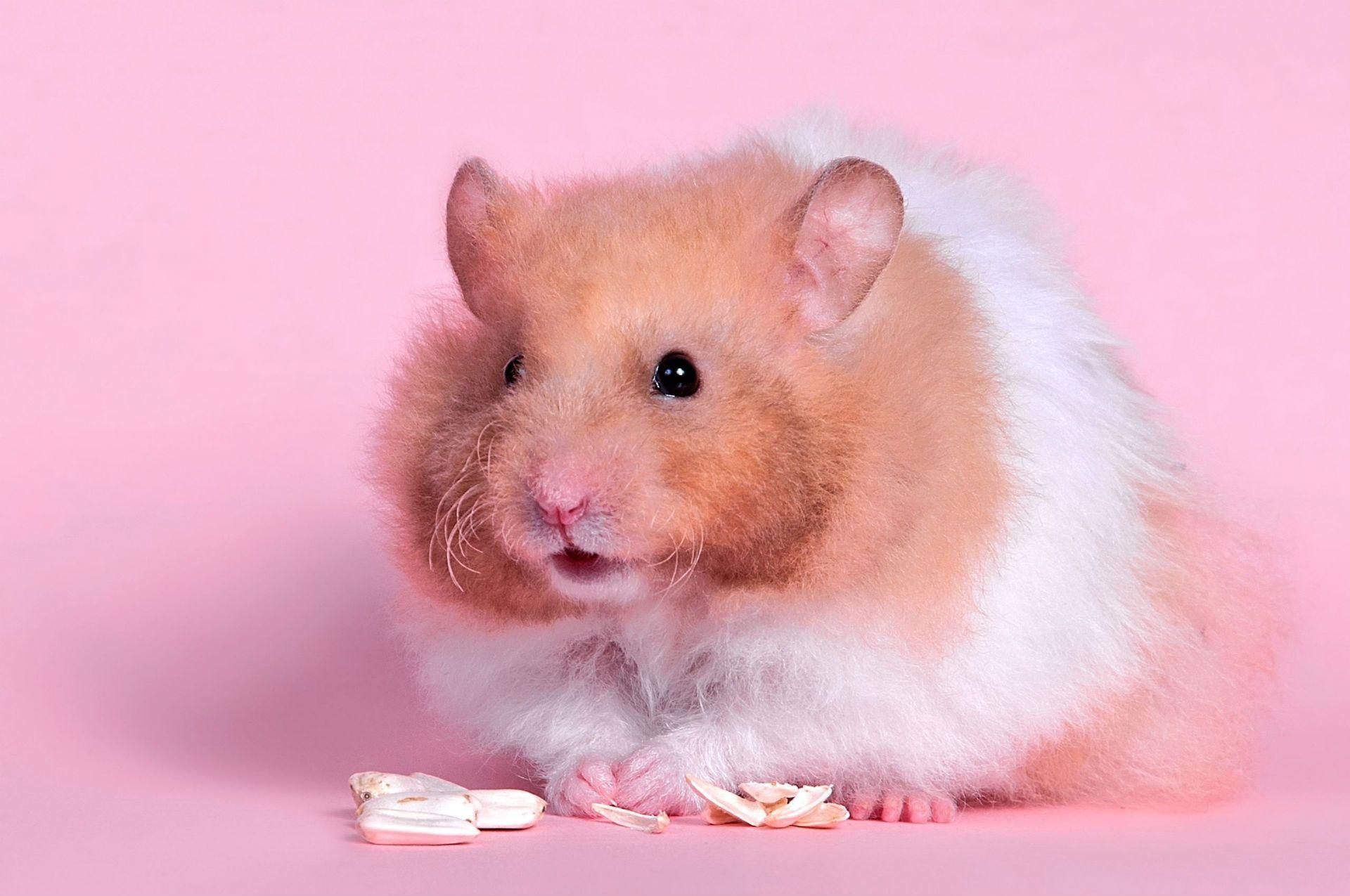 Hamster Full HD Wallpapers and Backgrounds Image