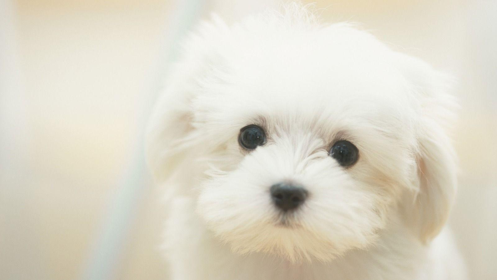 Collection of Cute Puppies Wallpapers on HDWallpapers