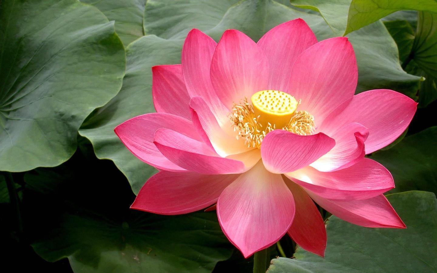 Lotus Flower HD Wallpapers