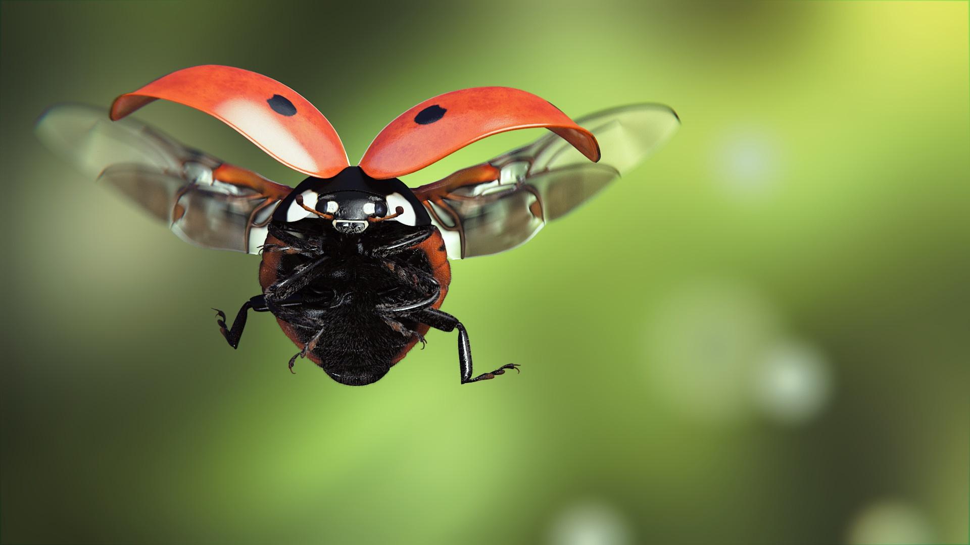 Image Ladybugs Flight Animals Closeup