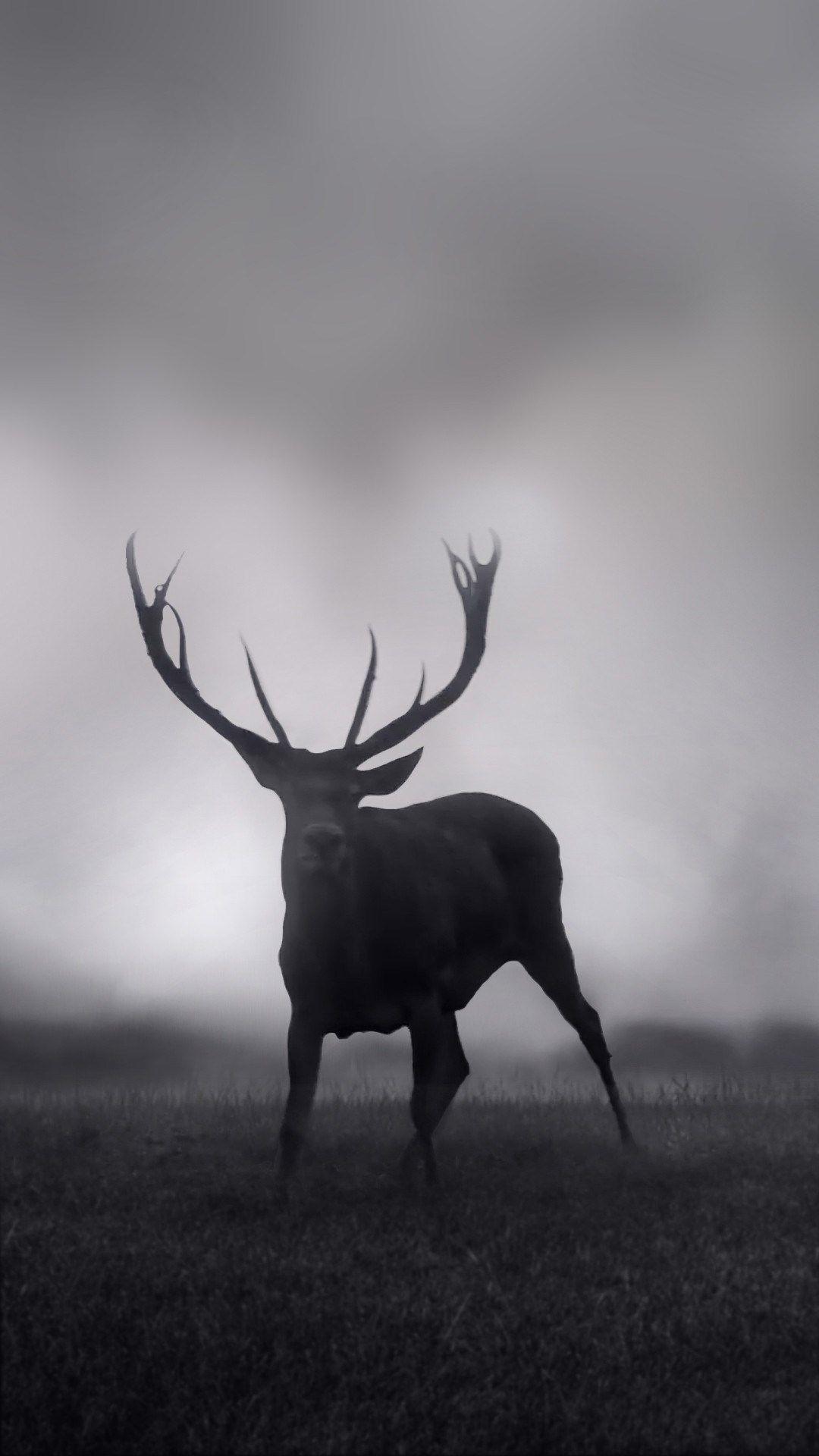 free download deer wallpapers iphone 7 and 7 plus jetblack for