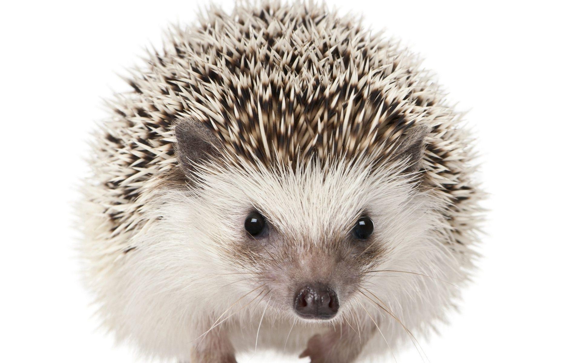 Hedgehog HD Wallpapers