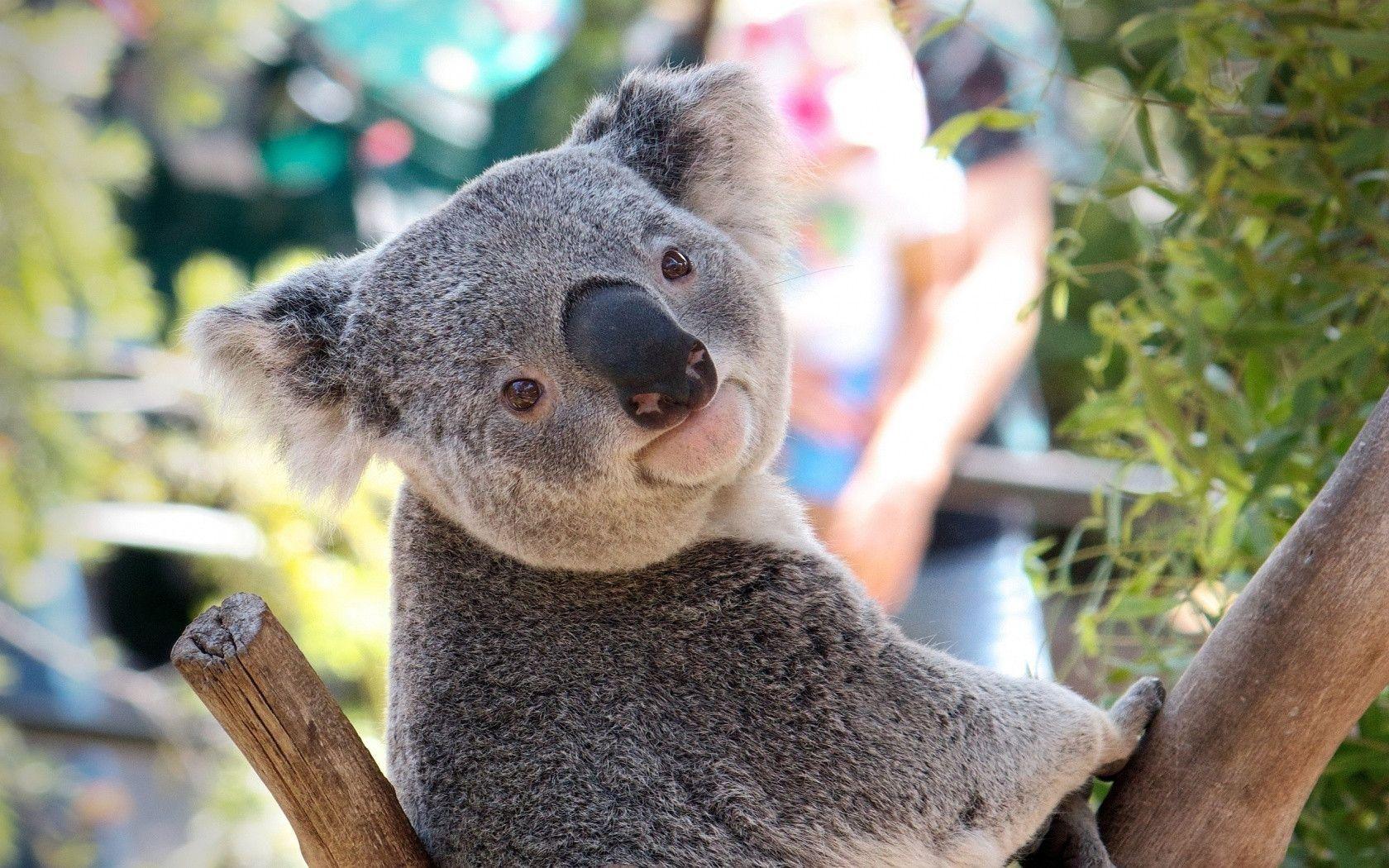 Download Koala Wallpapers 12964 High Resolution