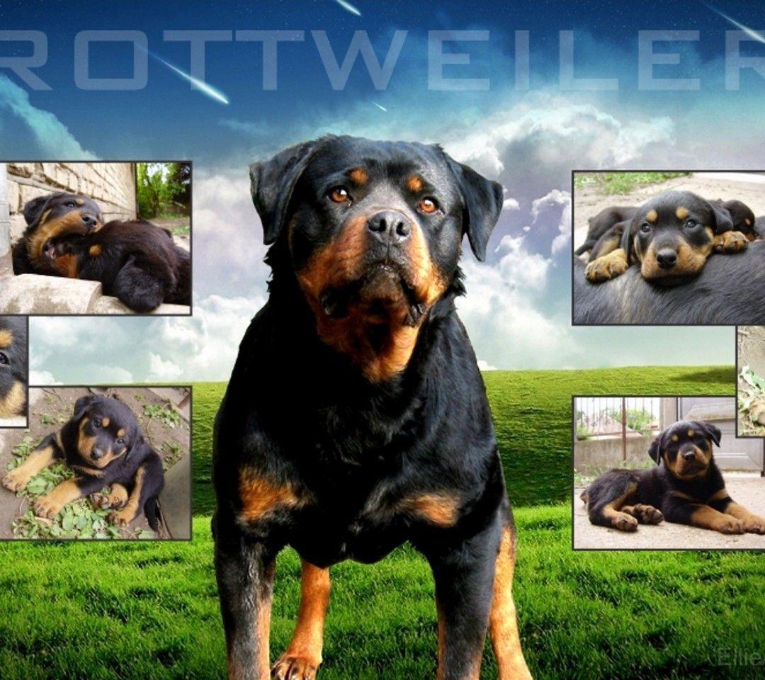 Cool Rottweiler Wallpapers Image & Pictures