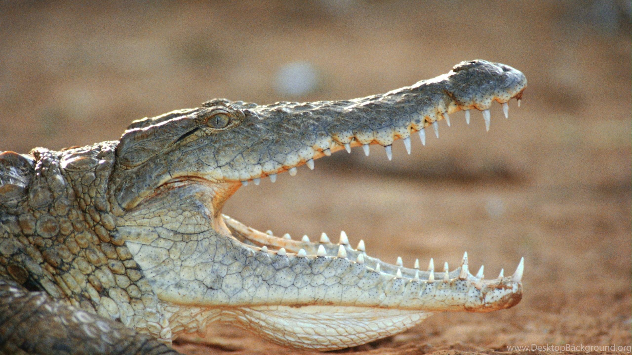 72 Crocodile HD Wallpapers Desktop Backgrounds