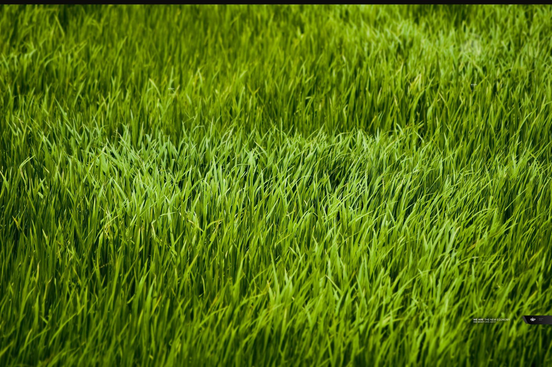 Grass Wallpapers